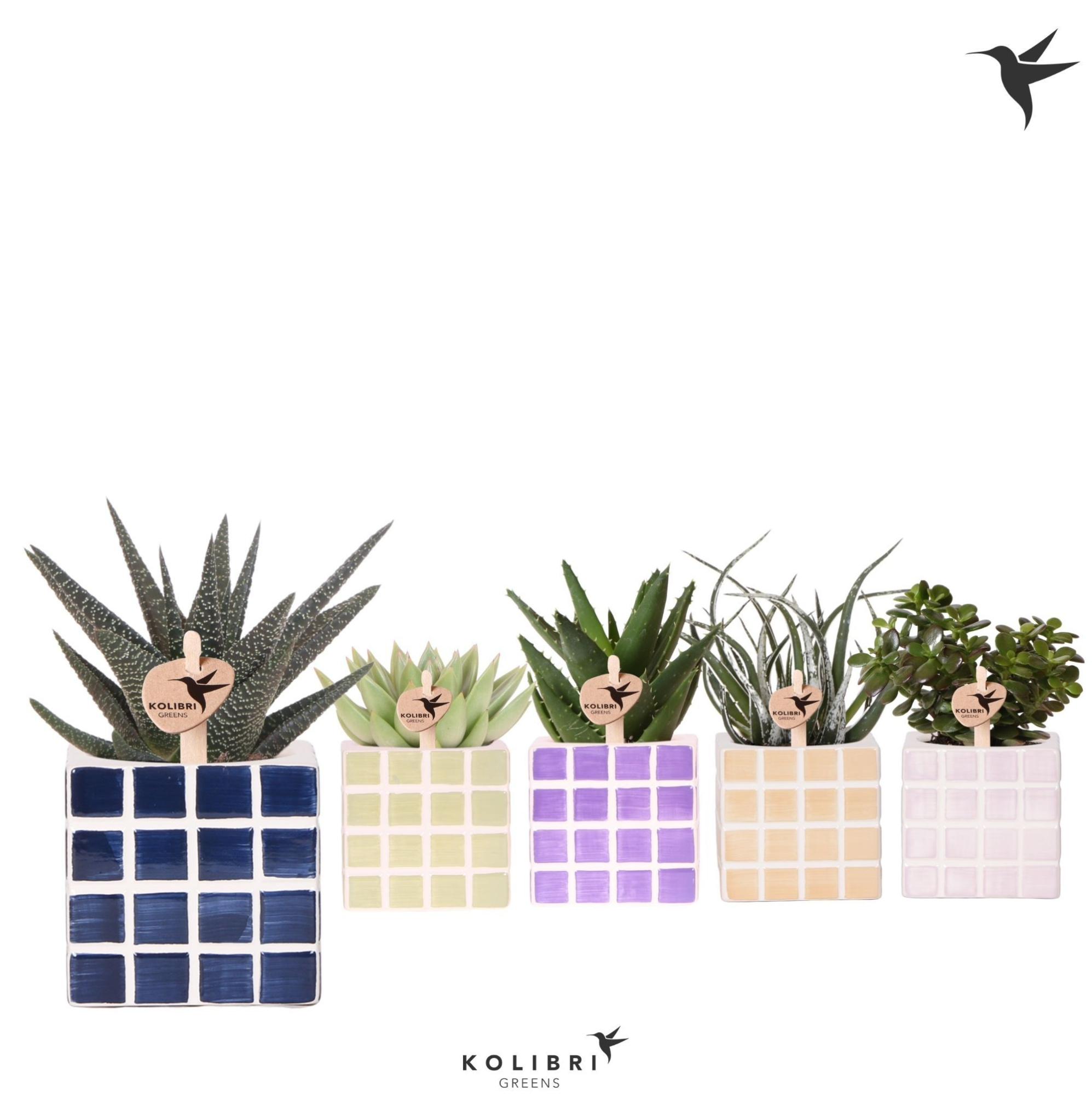 Kolibri Greens Succulenten mix in Mosa pot mix, D 9 cm