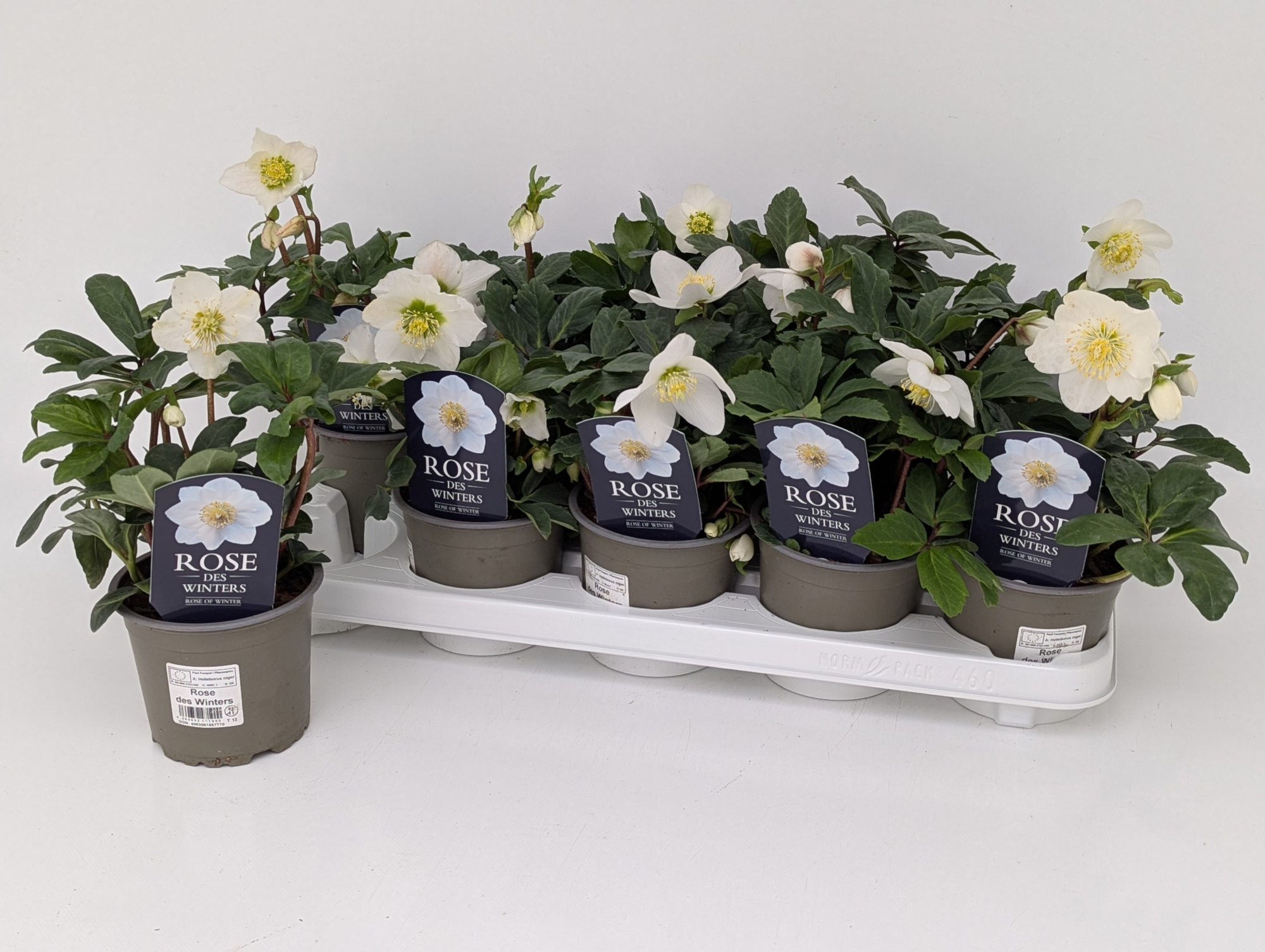 Helleborus Christmas Carol T12 M-Sortierung (1-2 offene Blüten - 2-5 Knospen) "Rose des Winters", D 12