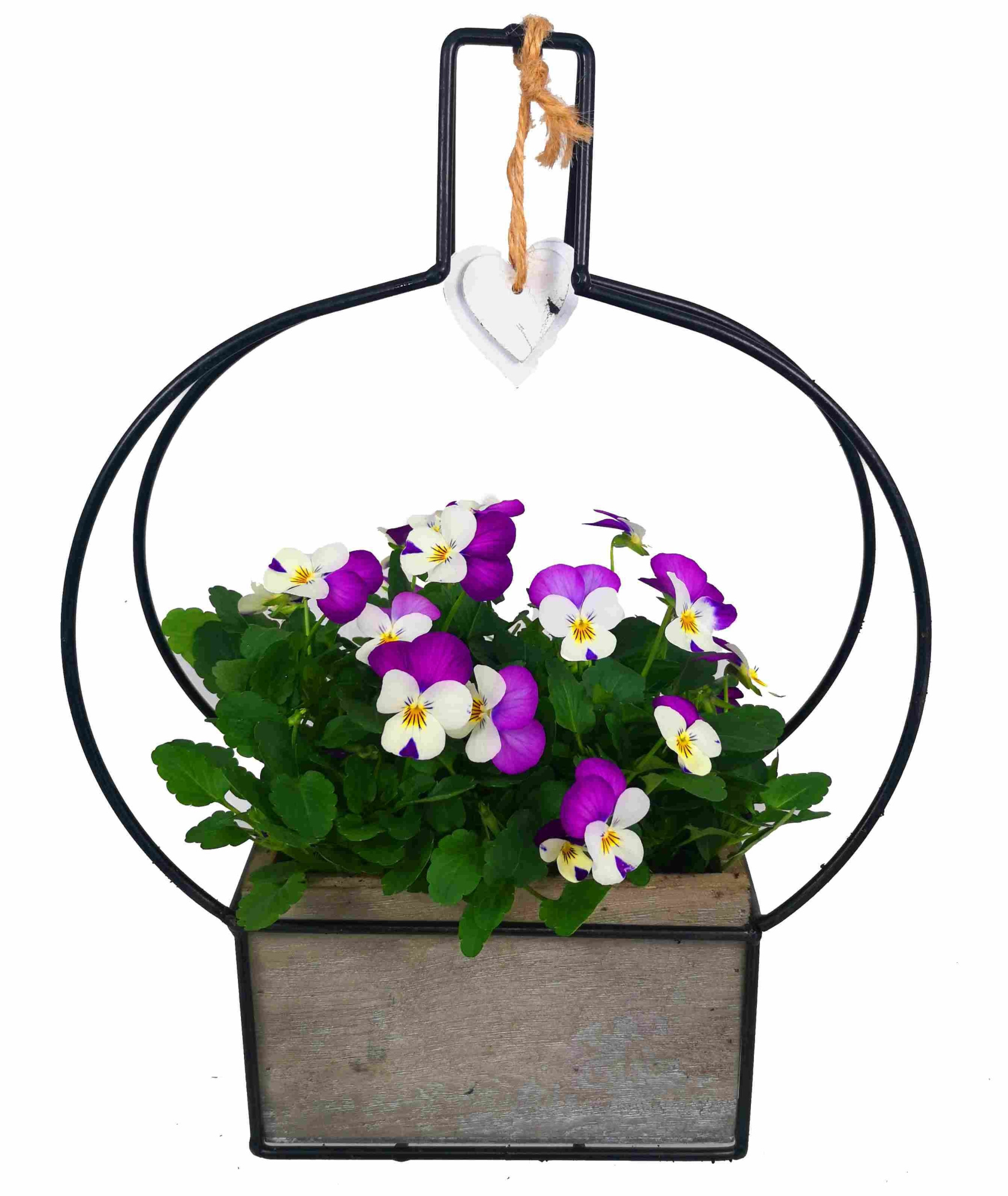 V726-9001 Viola Sophie hart, D 33 cm