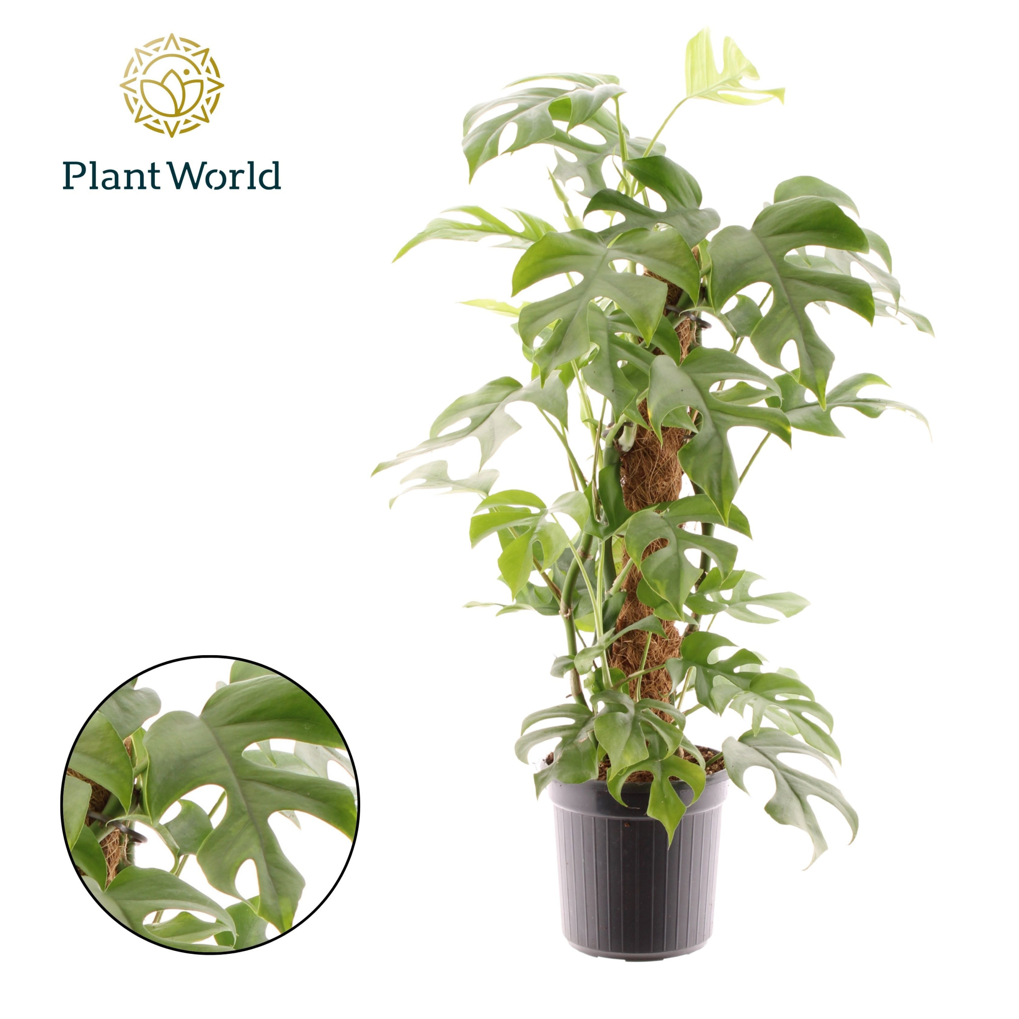 Monstera Minima Mosstok, D 16