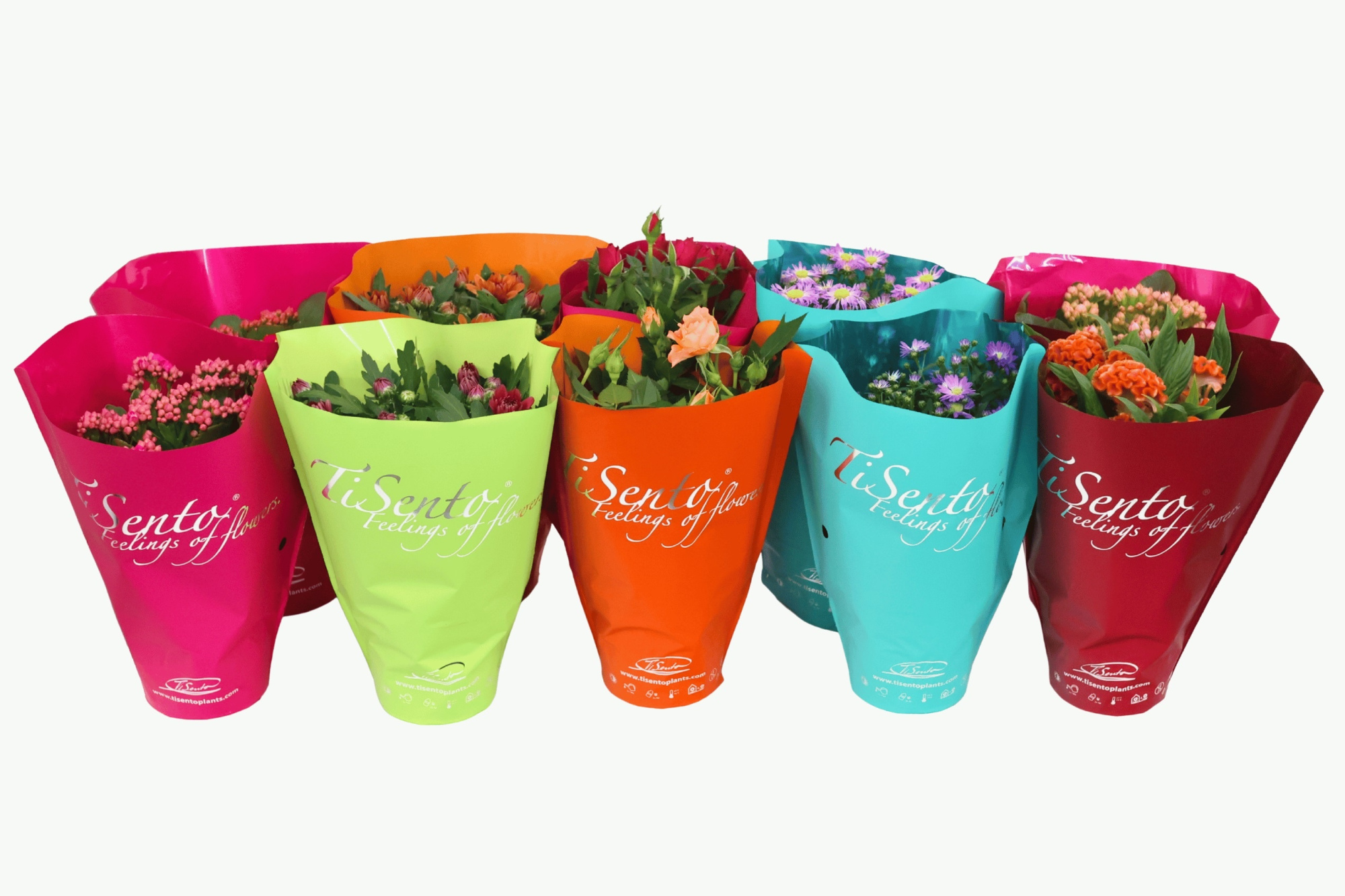 Bloeimix 12cm - Herfst Mix, D 12