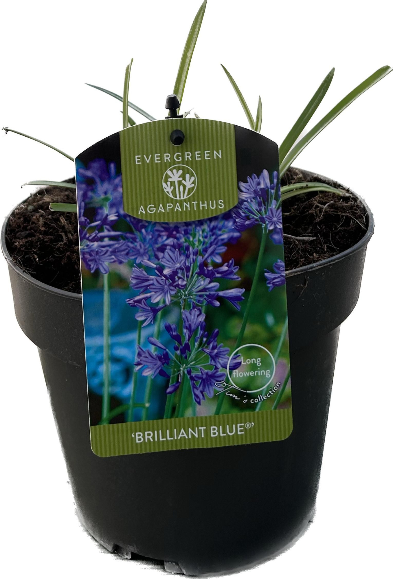Agapanthus 'Brilliant Blue' P17 EVERGREEN, D 17