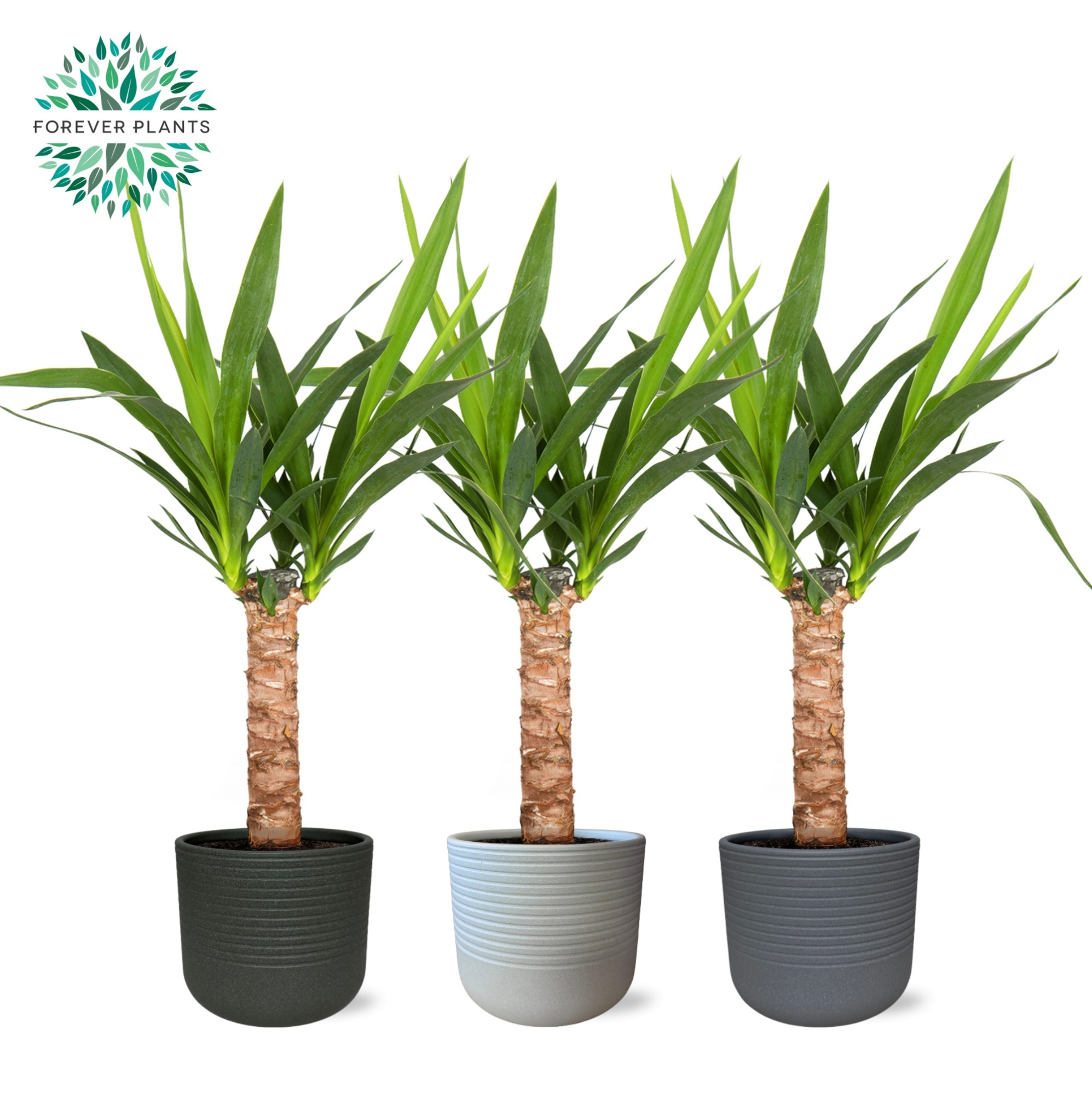 Yucca p14, 30 cm (2+ KOP) in VIVIAN Keramiek, D 14