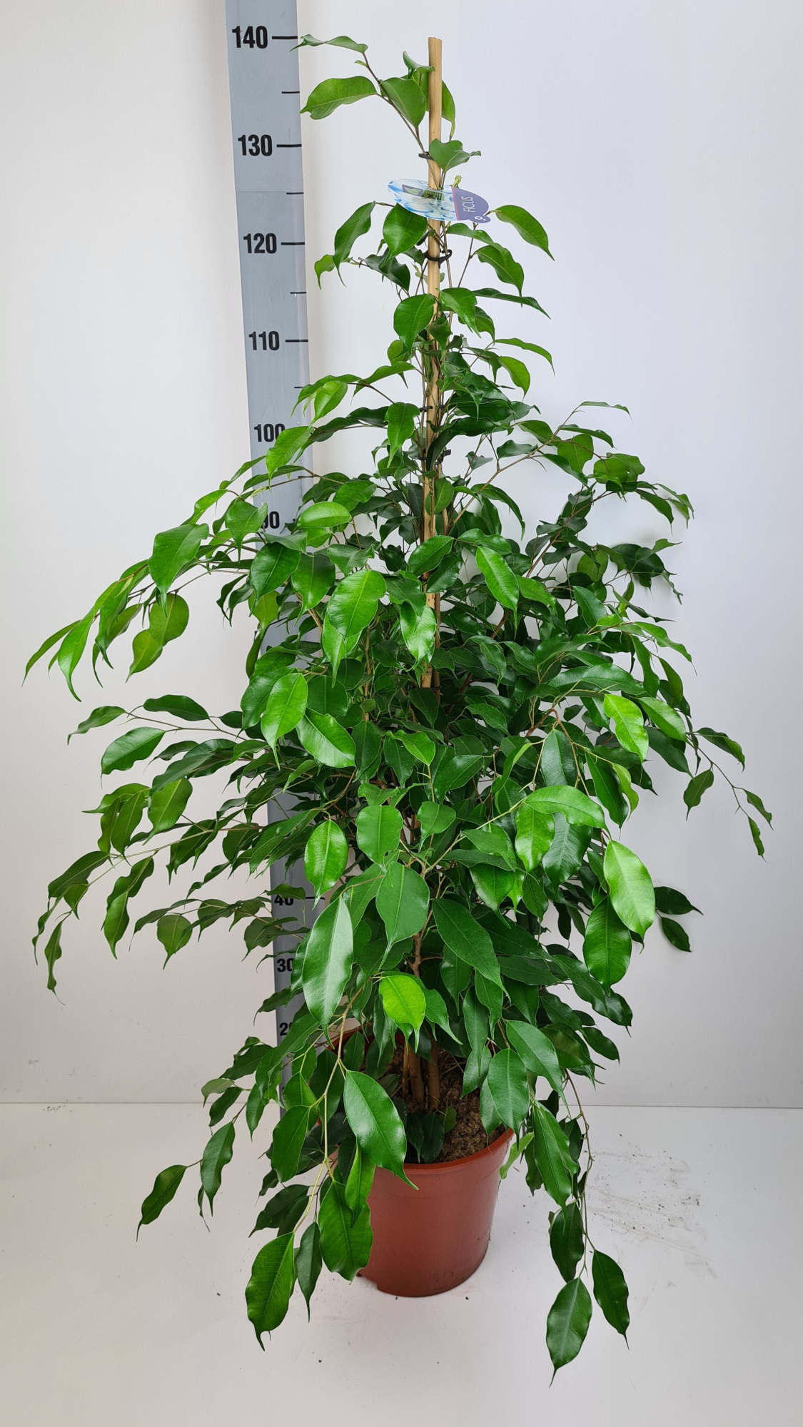 Ficus Exotica, D 27 cm
