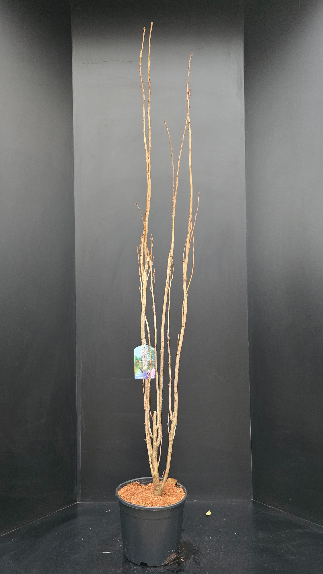 Prunus serrulata Amanogawa, D 34