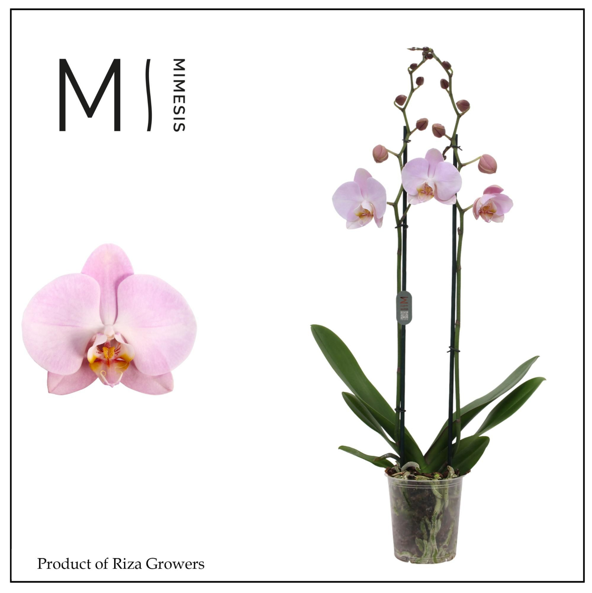 Phalaenopsis Rhone 2 spike - 12cm | Mimesis, D 12 cm