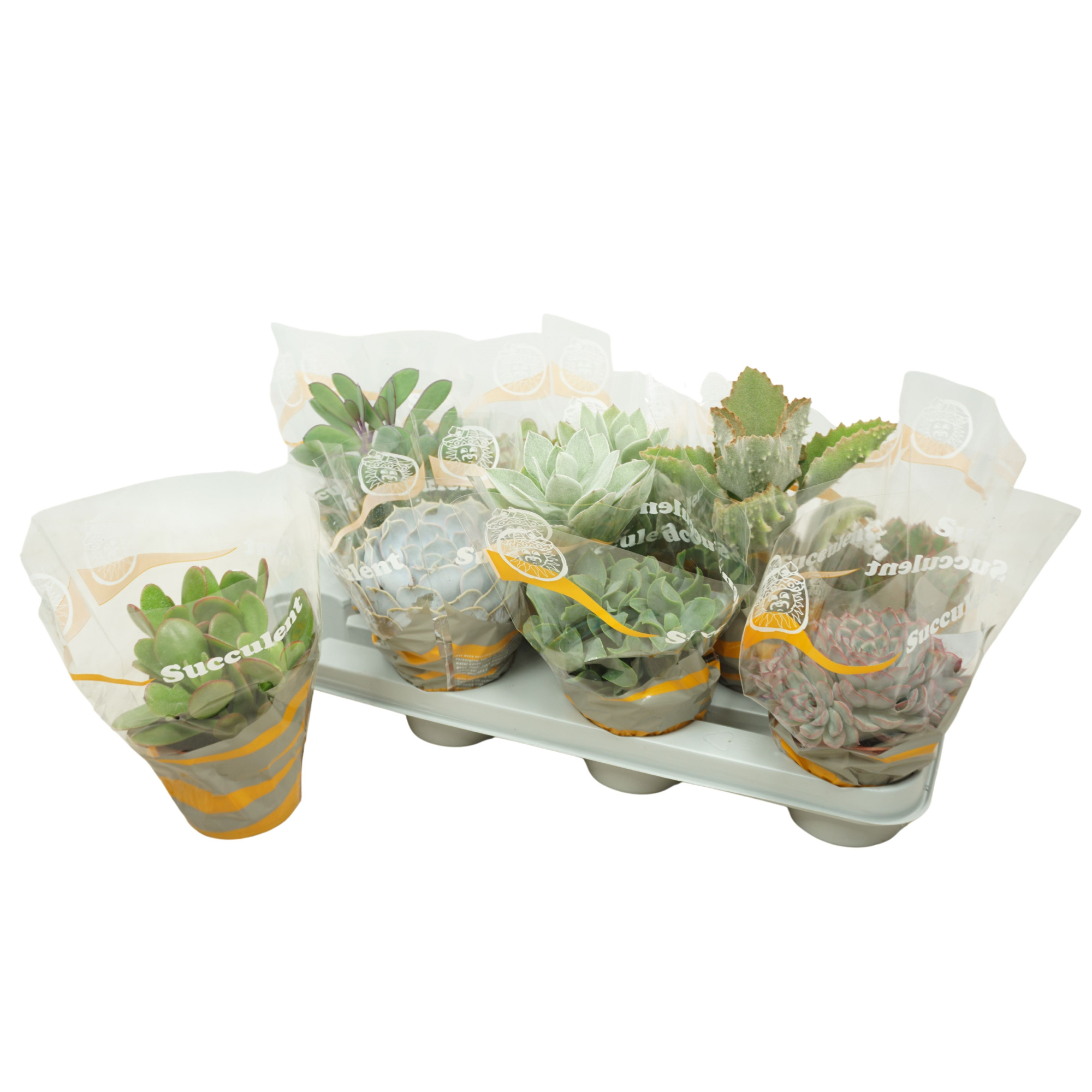 Succulenten mix 10,5 cm in succulent hoes, D 10,5