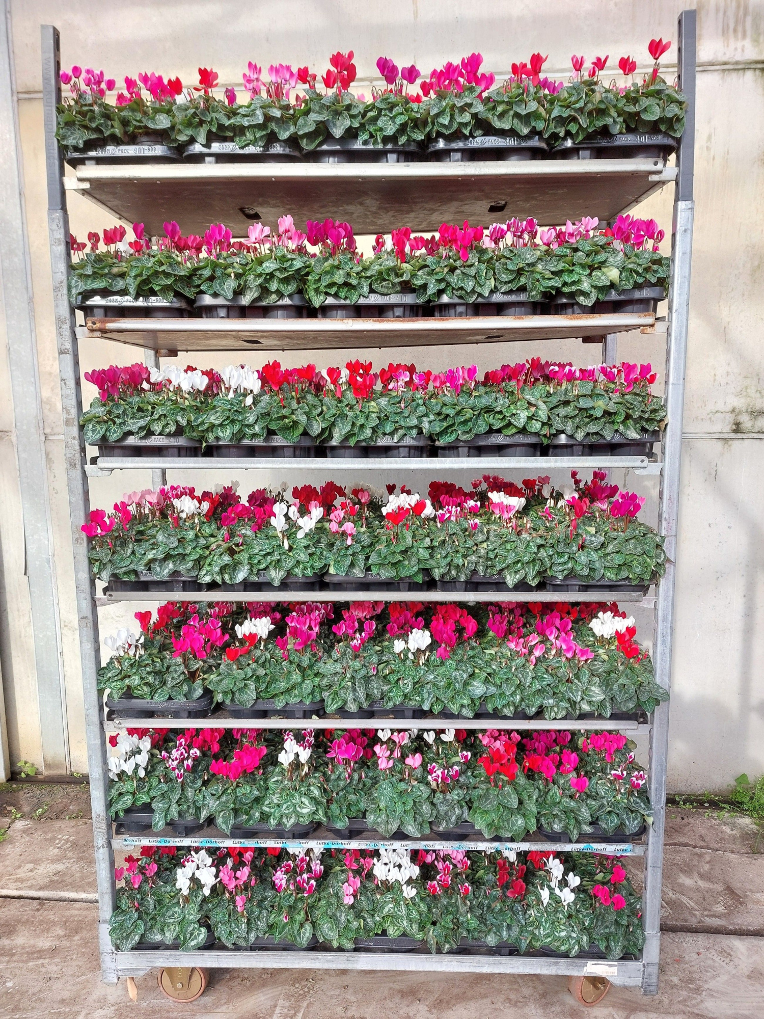 cyclamenp10.5, D 11 cm