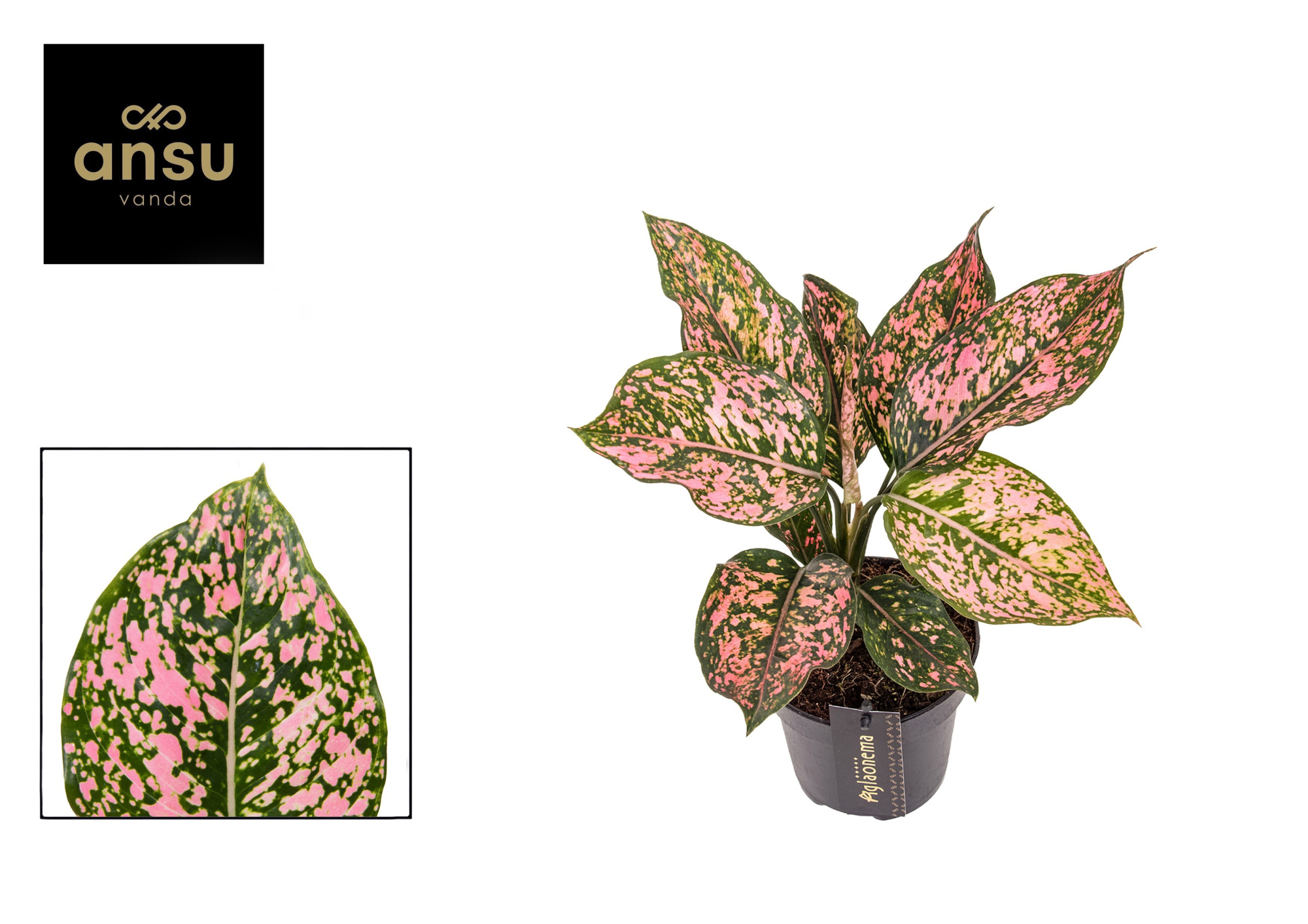 Aglaonema Pink Leopard, D 12