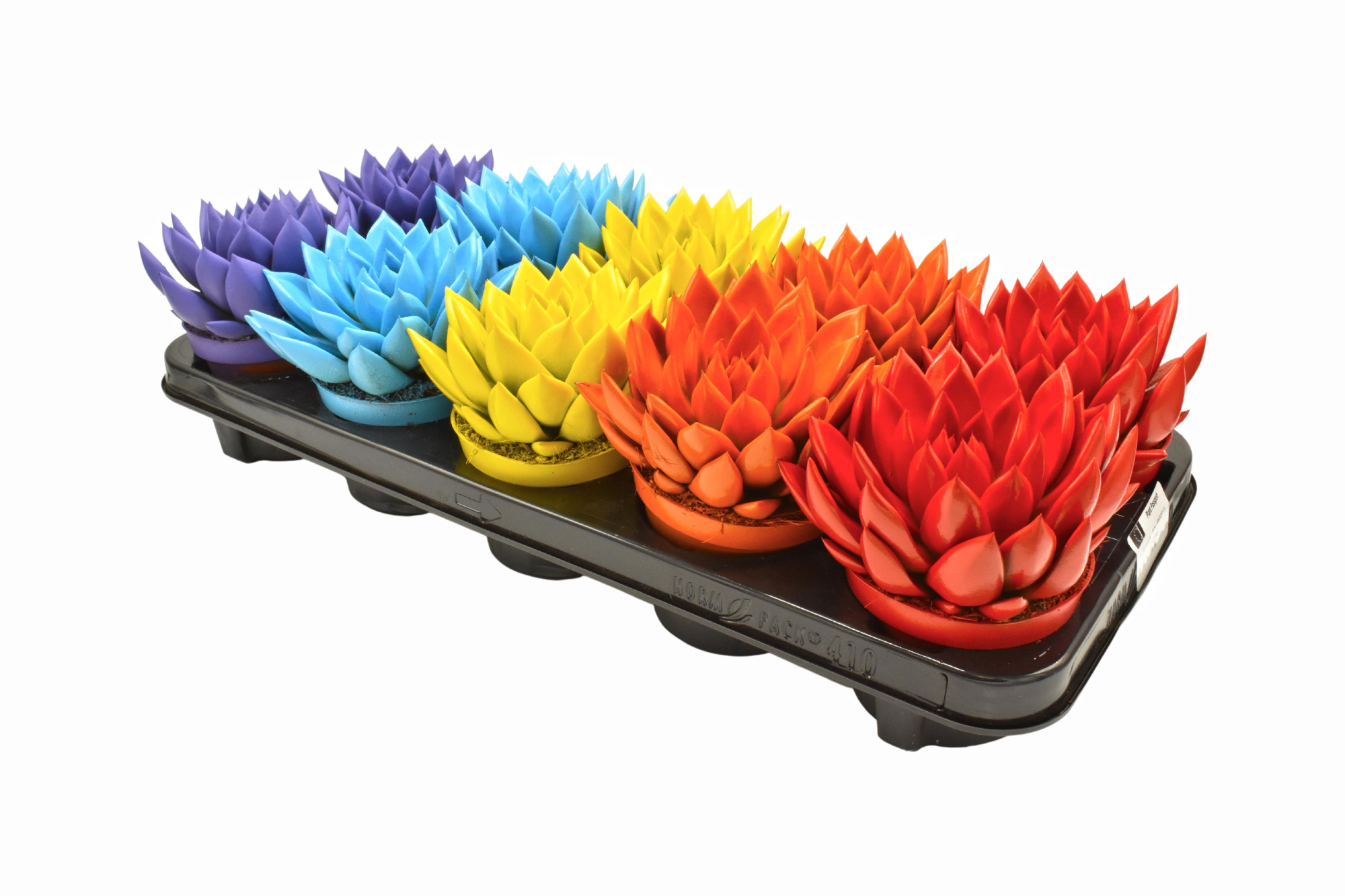 Miranda coloured mix, D 10,5