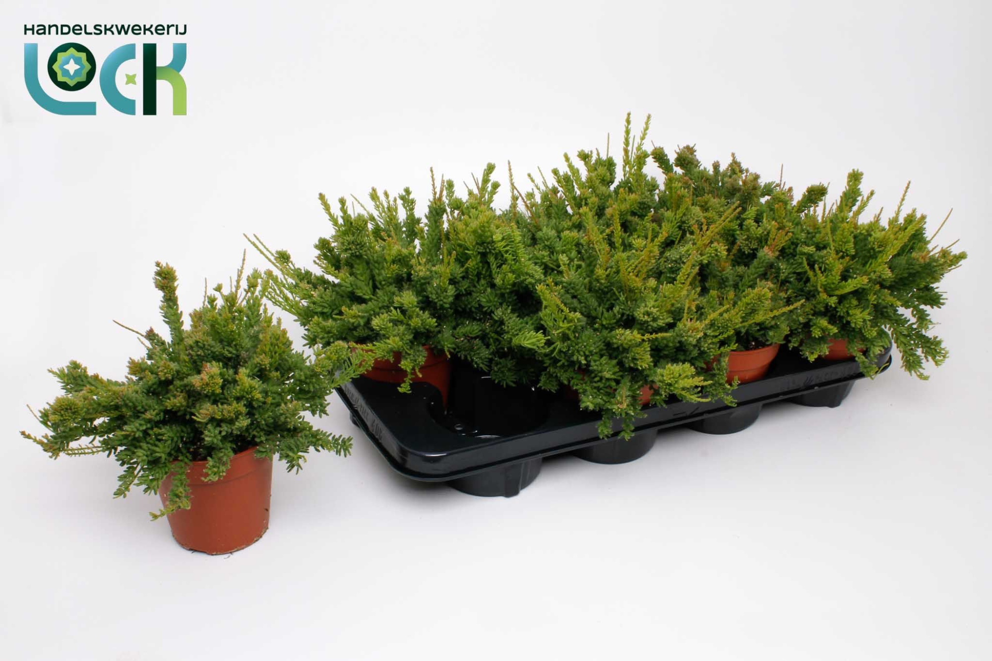 Rhipsalis Mesembryanthemoides, D 12 cm