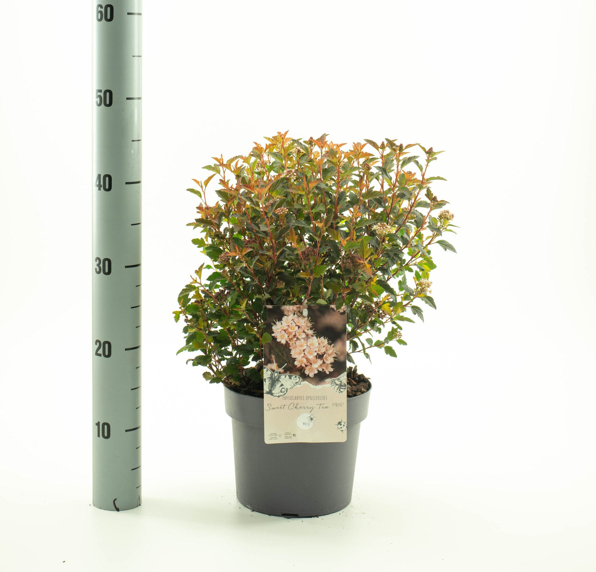 Physocarpus op. 'Sweet Cherry Tea' pbr, D 19 cm