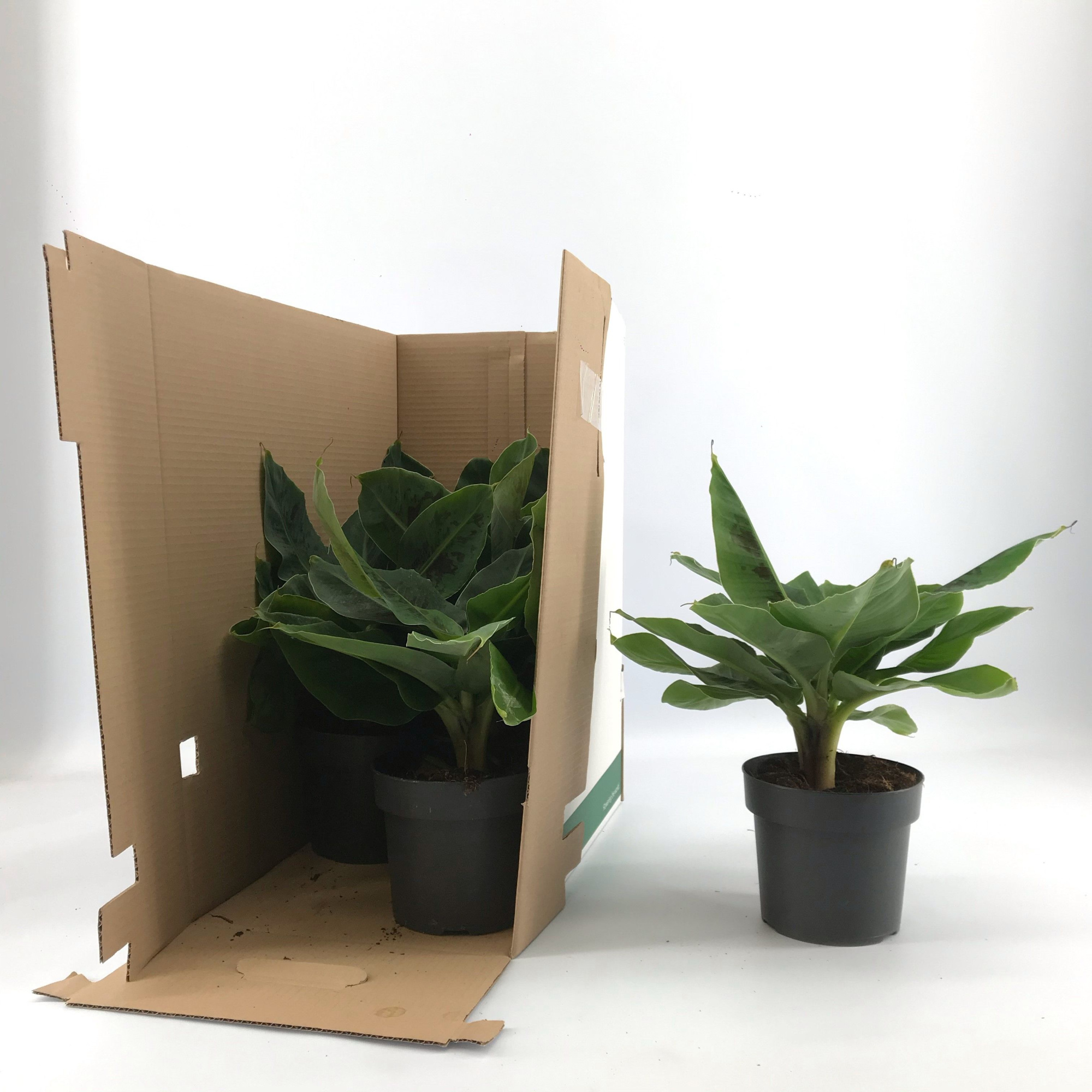 Musa Tropicana p17 zonder hoes in doos, D 17 cm