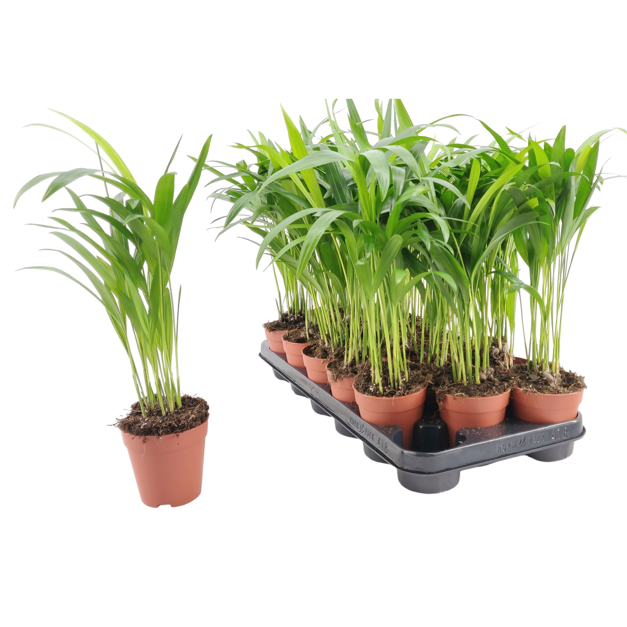 Dypsis Lutescens p9, D 9