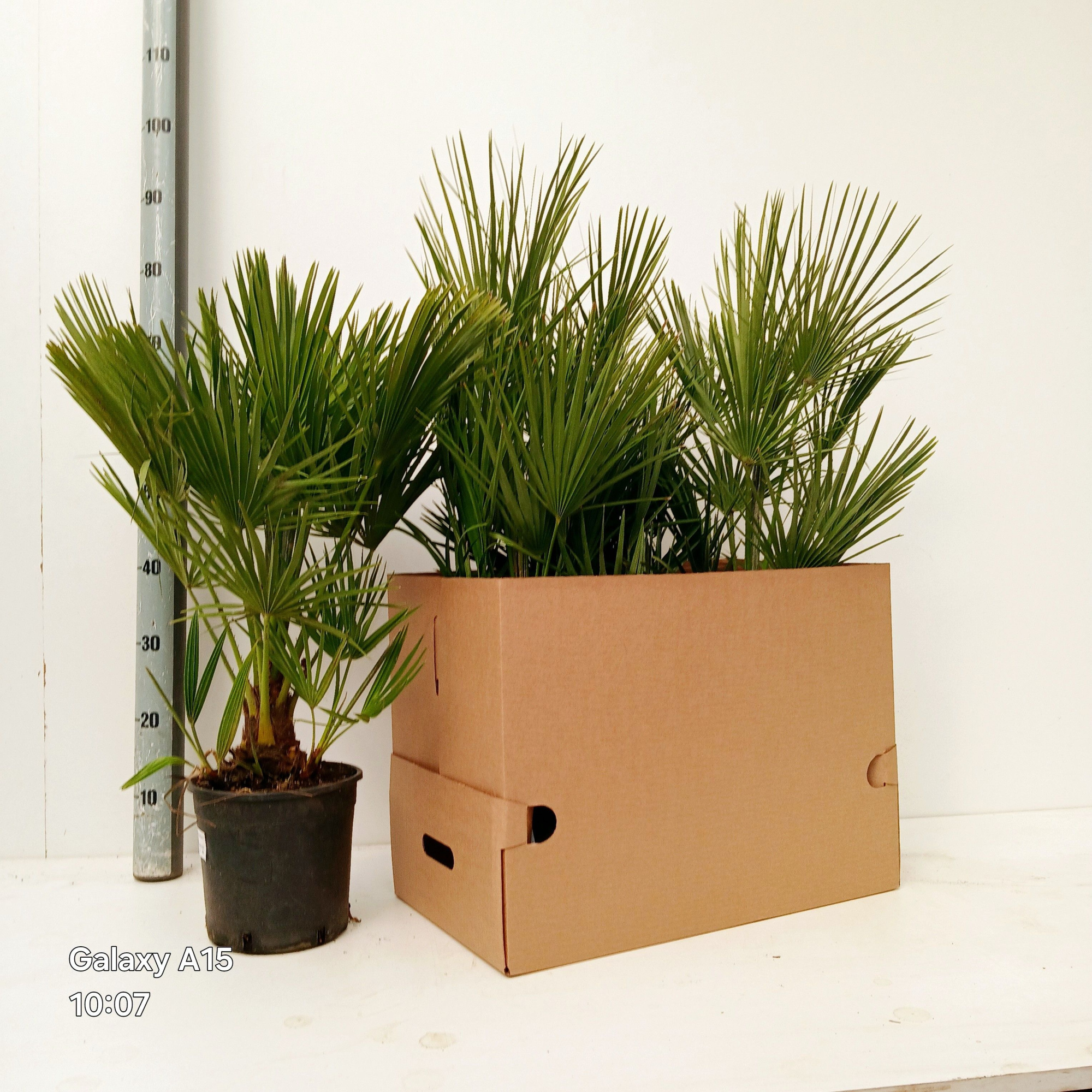 chamaerops humilis, D 22 cm
