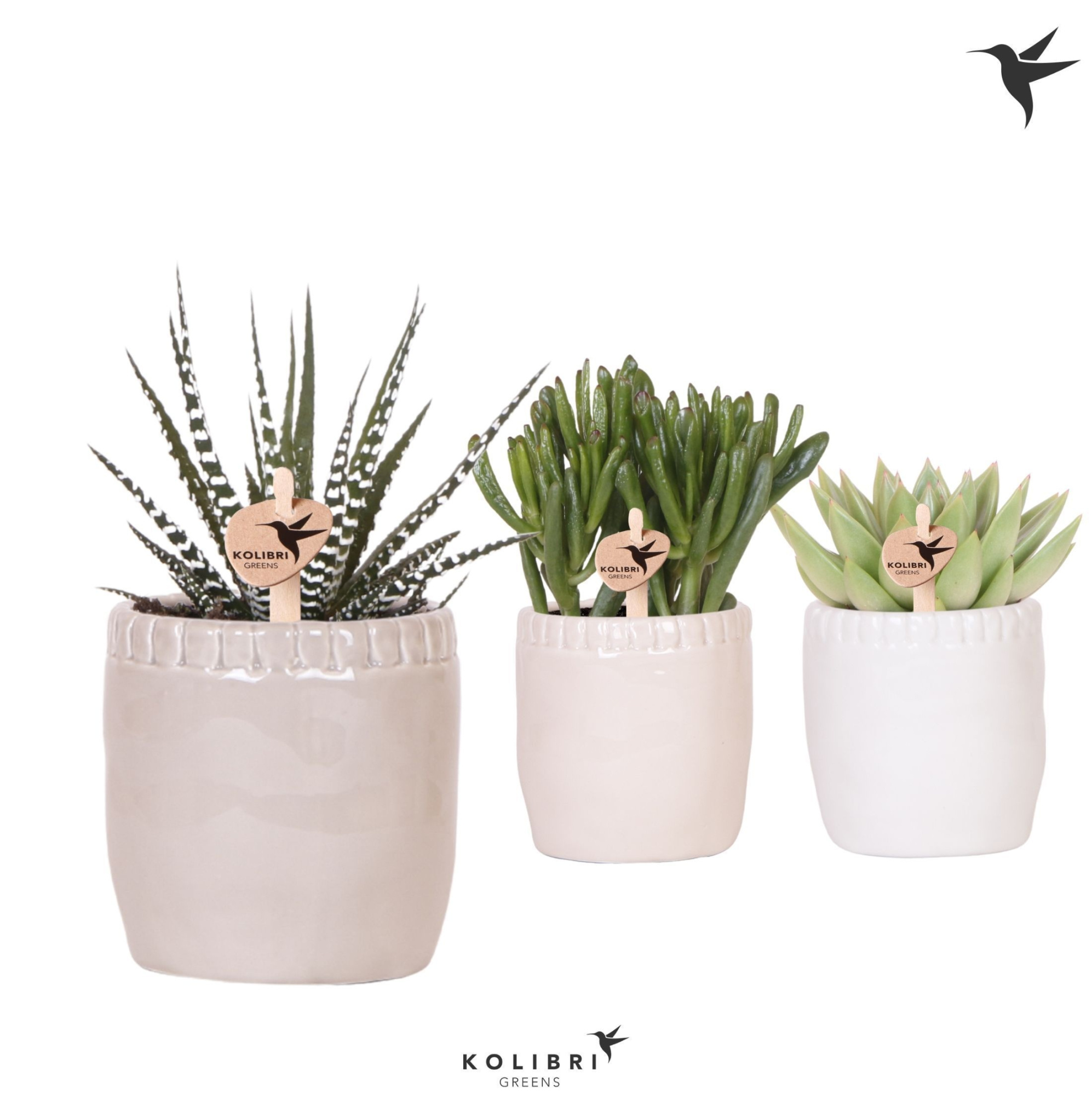 Kolibri Greens Succulenten mix in Stones pot mix, D 9 cm