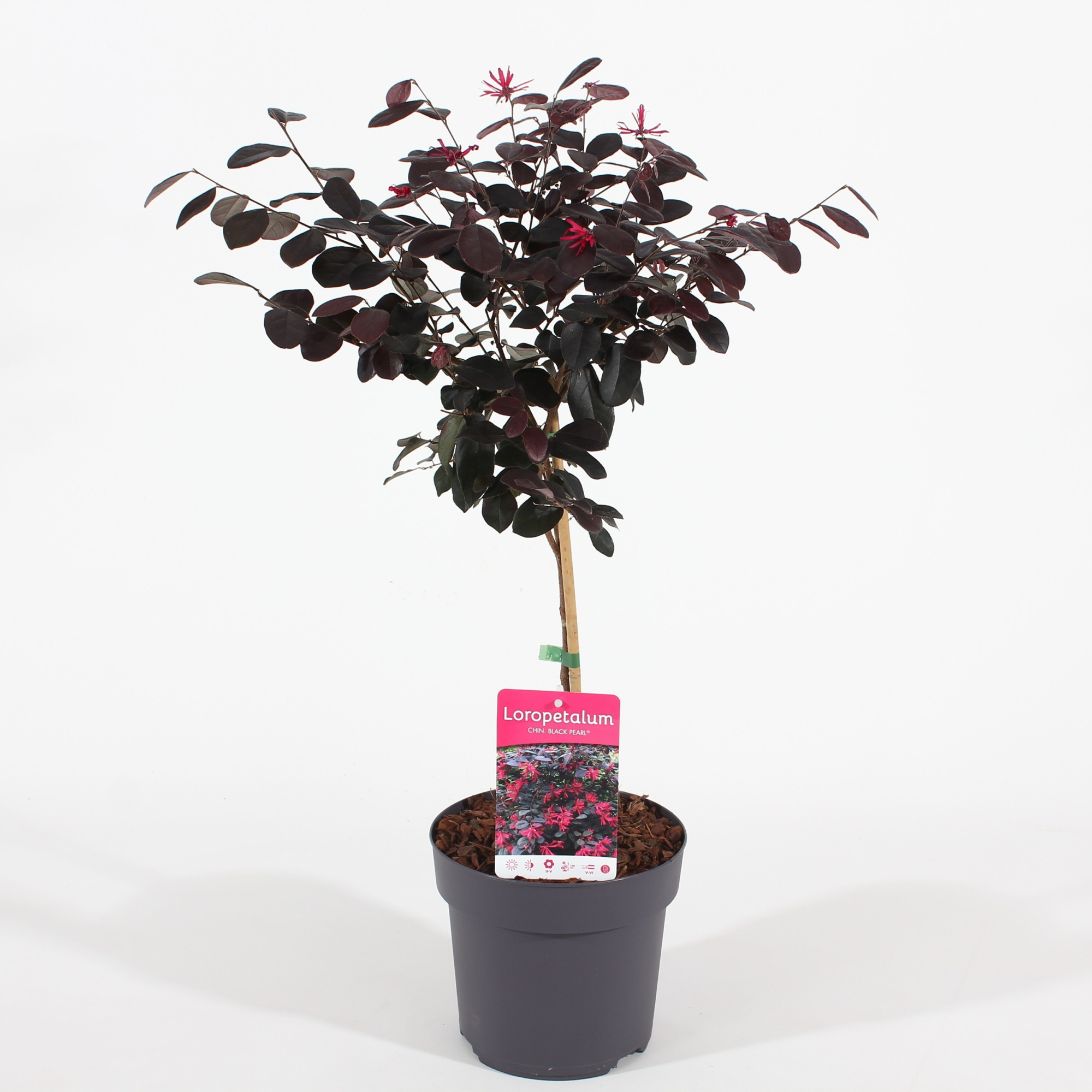 Loropetalum chin. 'Black Pearl'® stam 30 P19/C3, D 19