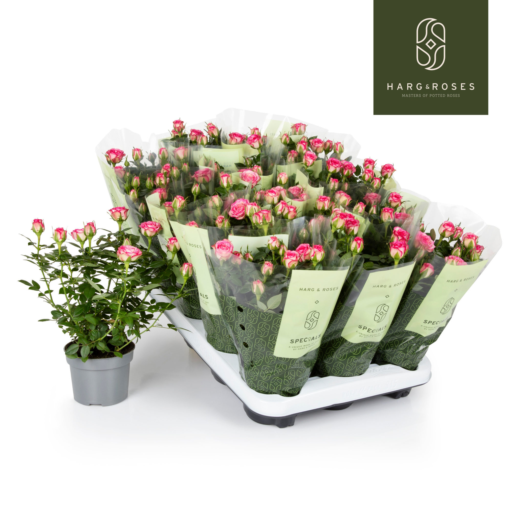 Rosa Kordana Carousel (Wit/Licht Roze), D 10,5