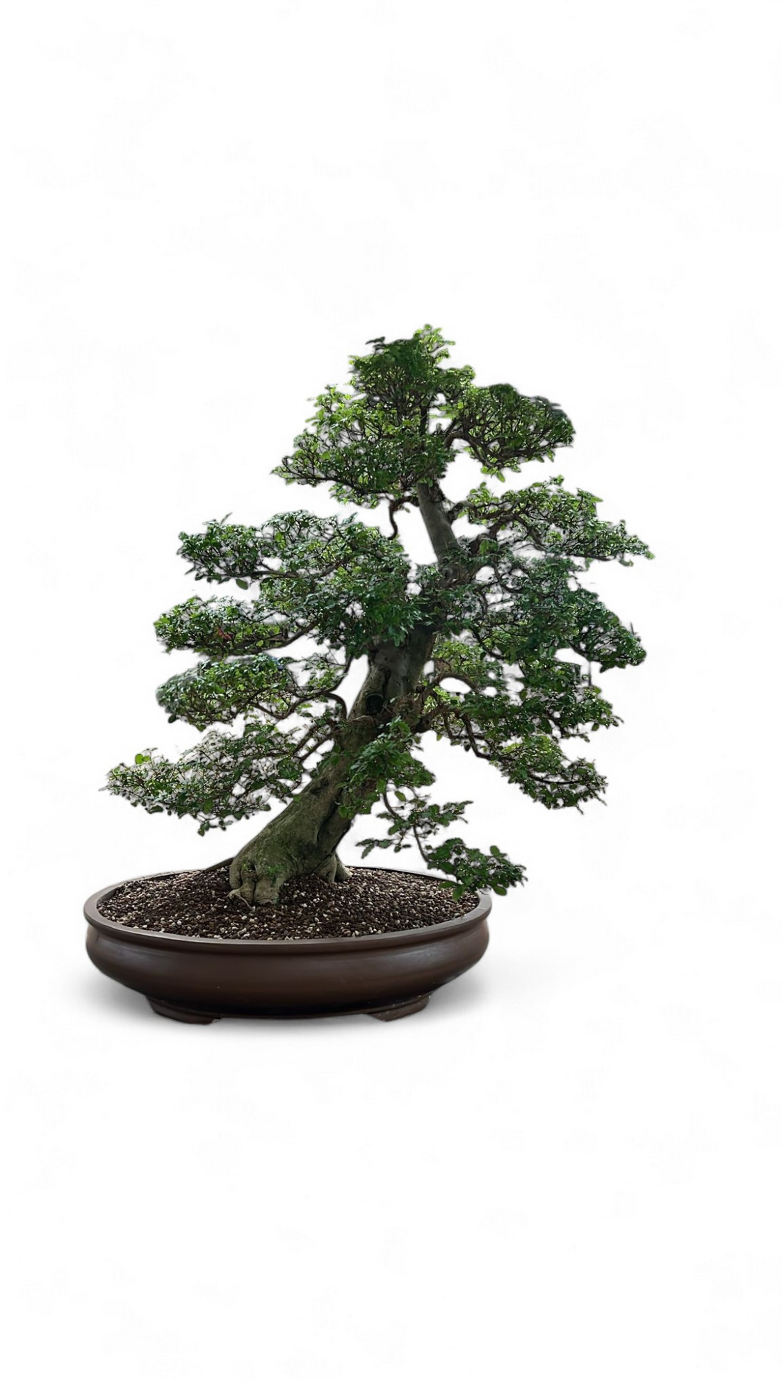 Ligustrum sinense, pot 61cm , height 110cm. (single item), D 61