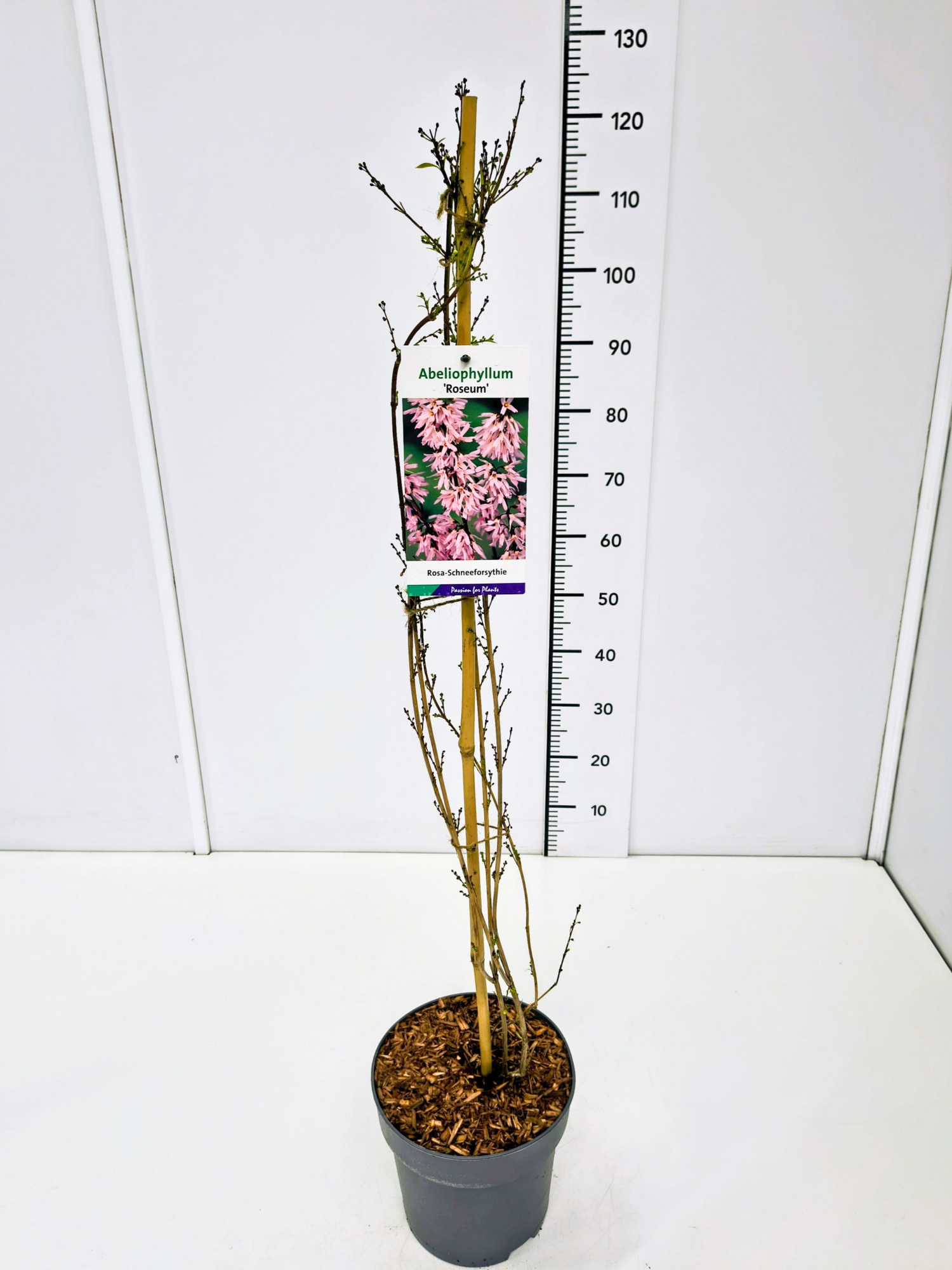 Abeliophyllum dist. 'Roseum' 80-100C5, D 23 cm