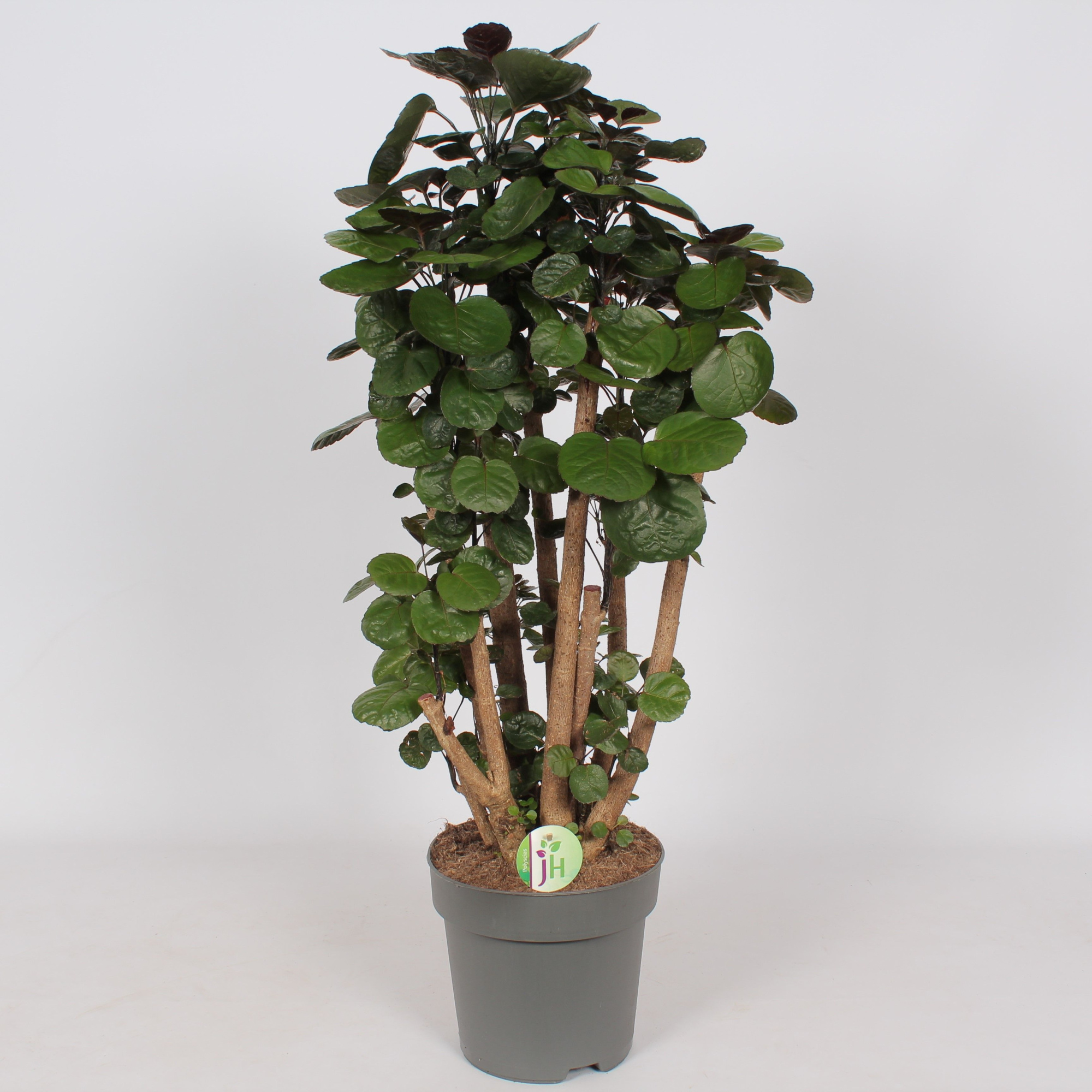 Polyscias 'Fabian', D 24 cm