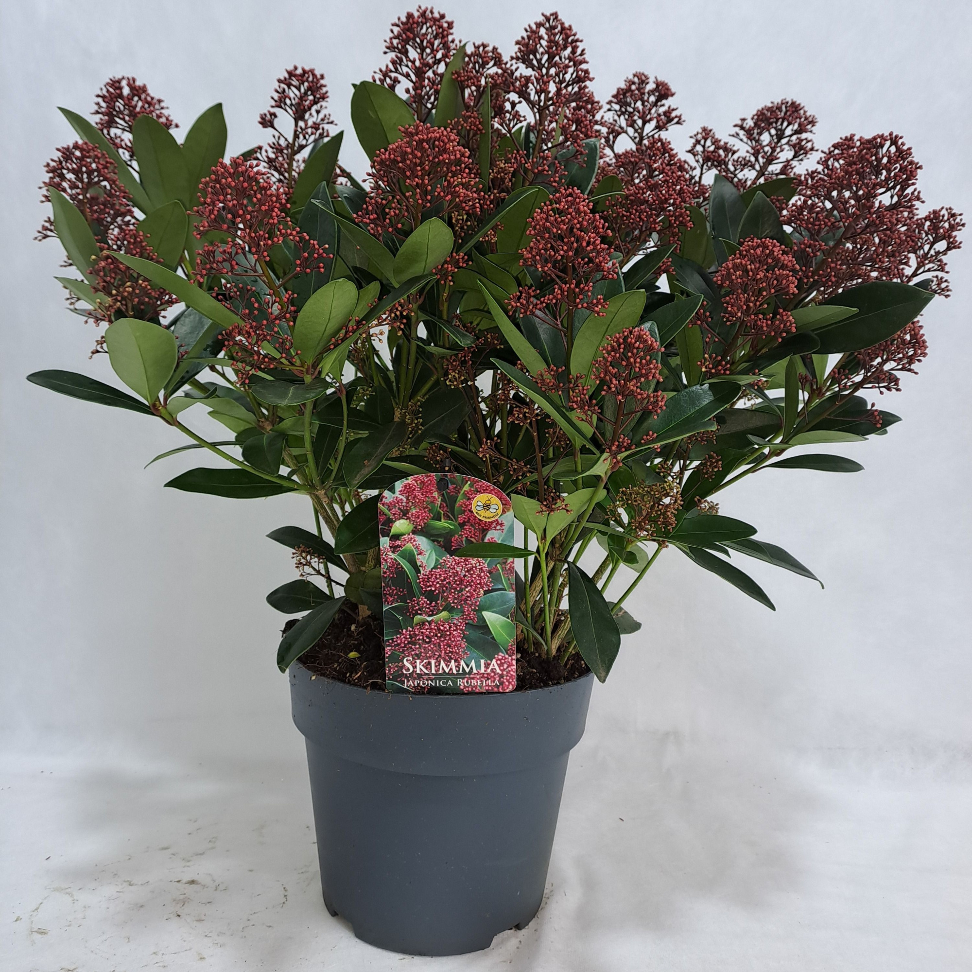 Skimmia Rubella P23 50+ bloem, D 23 cm
