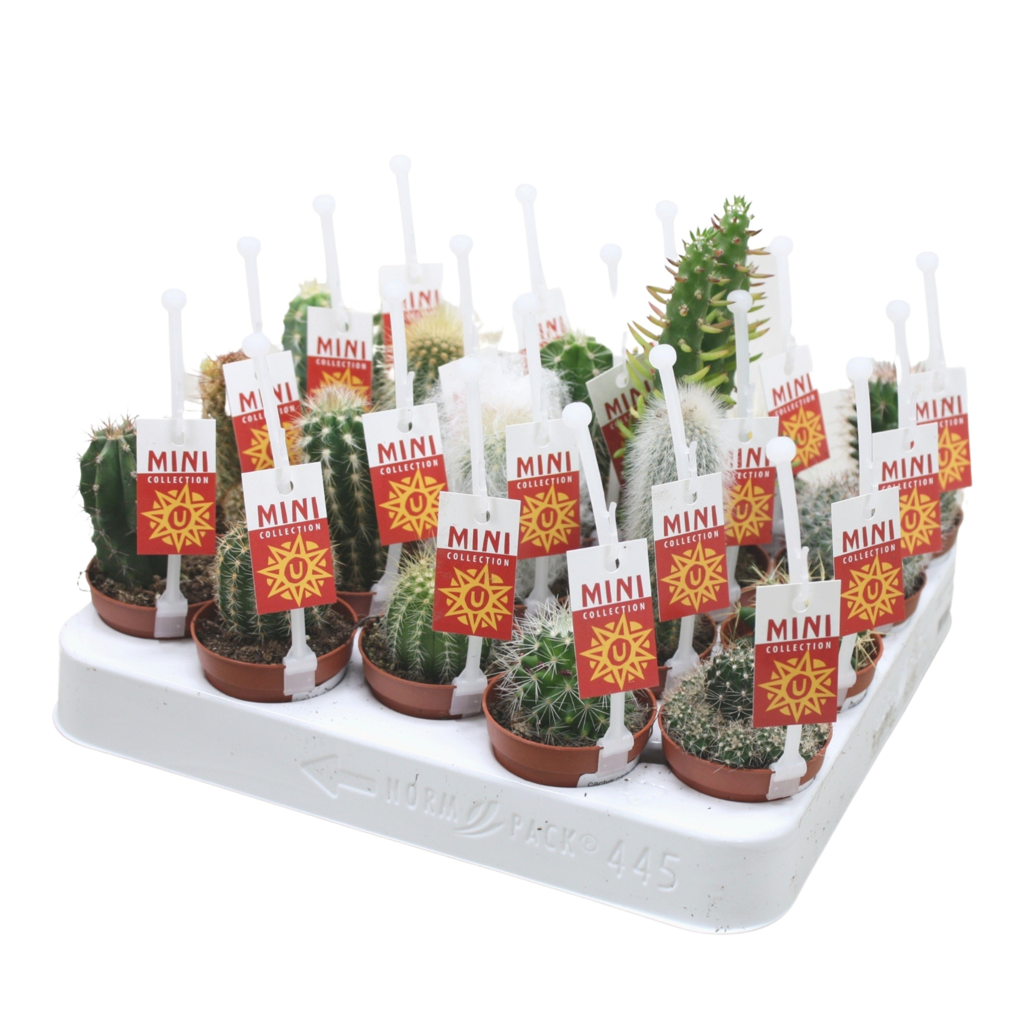 Cactus mix 5,5 cm met picker + etiket, D 5,5