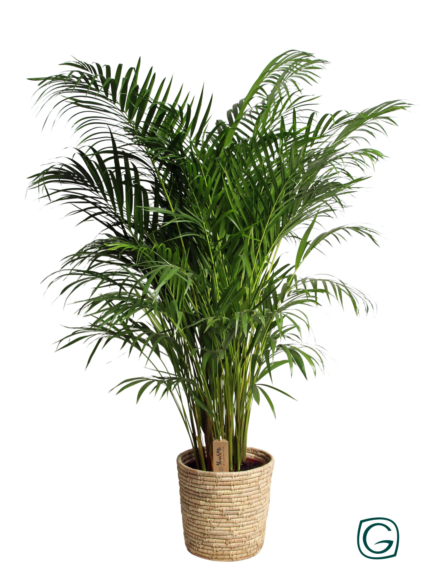 Areca in basket palmleaf P27, D 27 cm