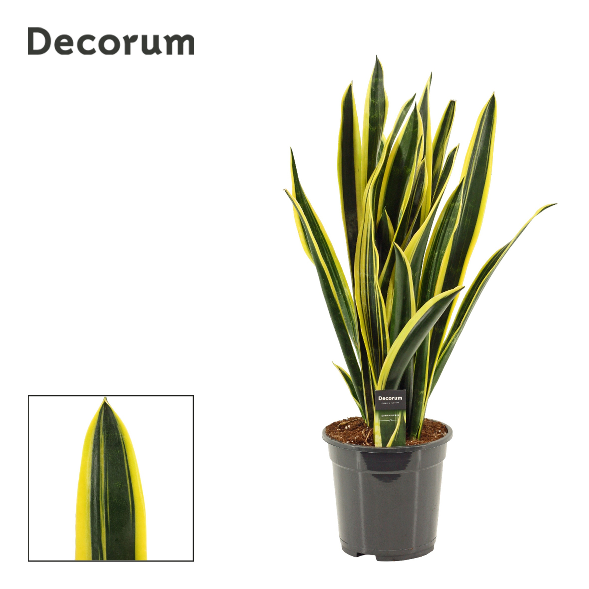 Sansevieria Black Gold Extreme 21 cm (Decorum), D 21