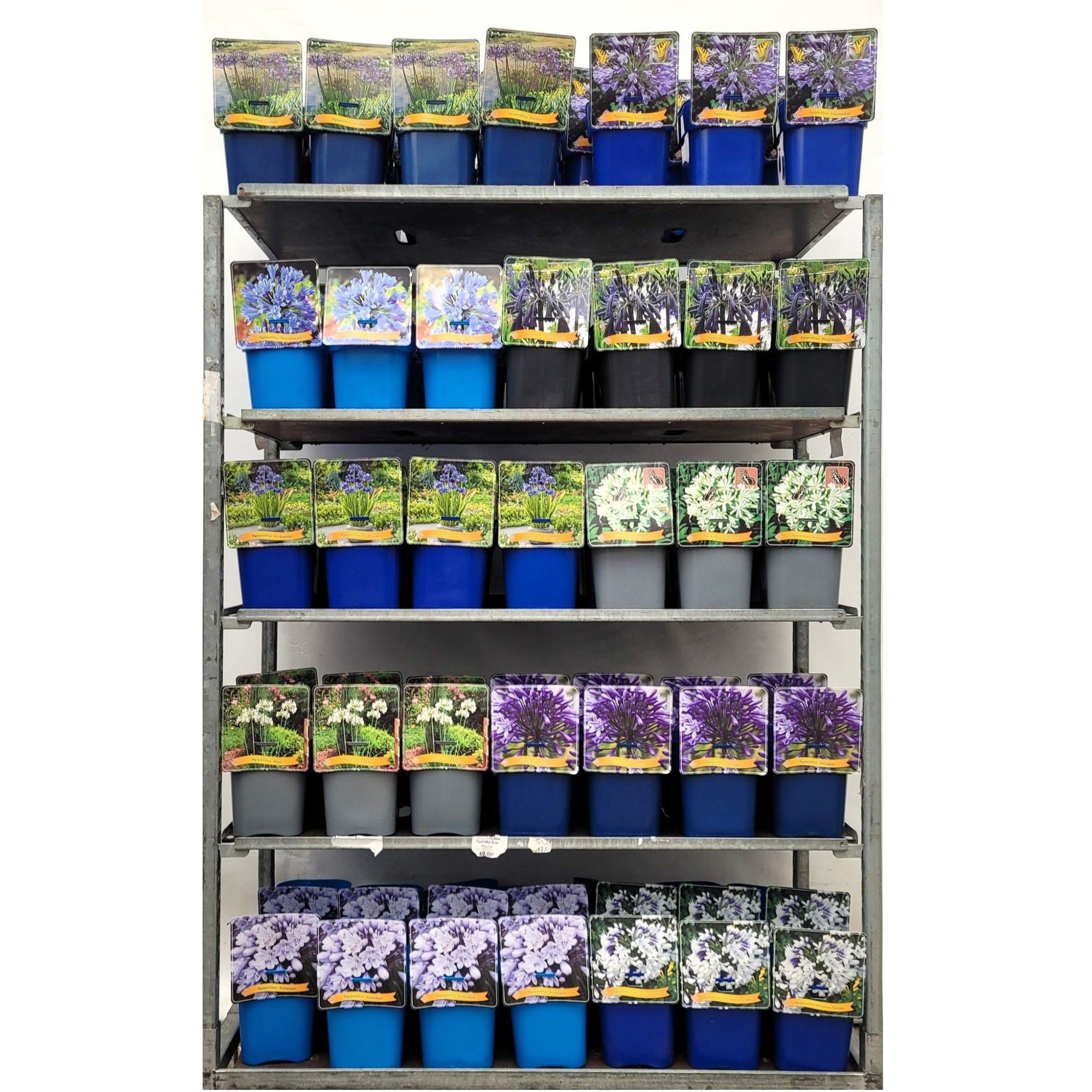 Agapanthus Mix CC C5, D 21 cm