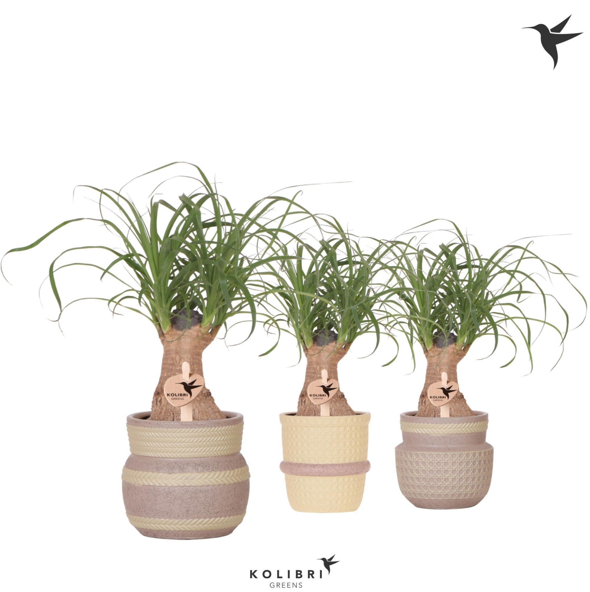 Kolibri Greens Beaucarnea in Ethnic pot khaki mix, D 9 cm