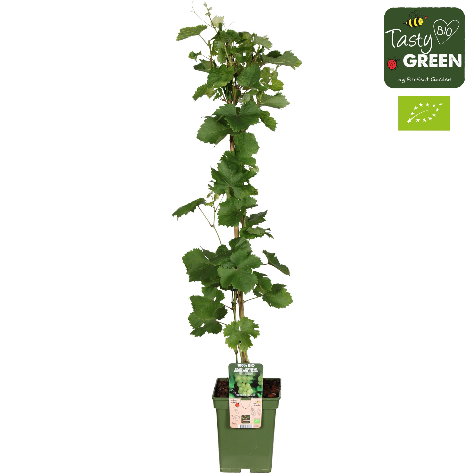 Vitis vinifera 'Lakemount' (geënt) Bio P23, D 23 cm