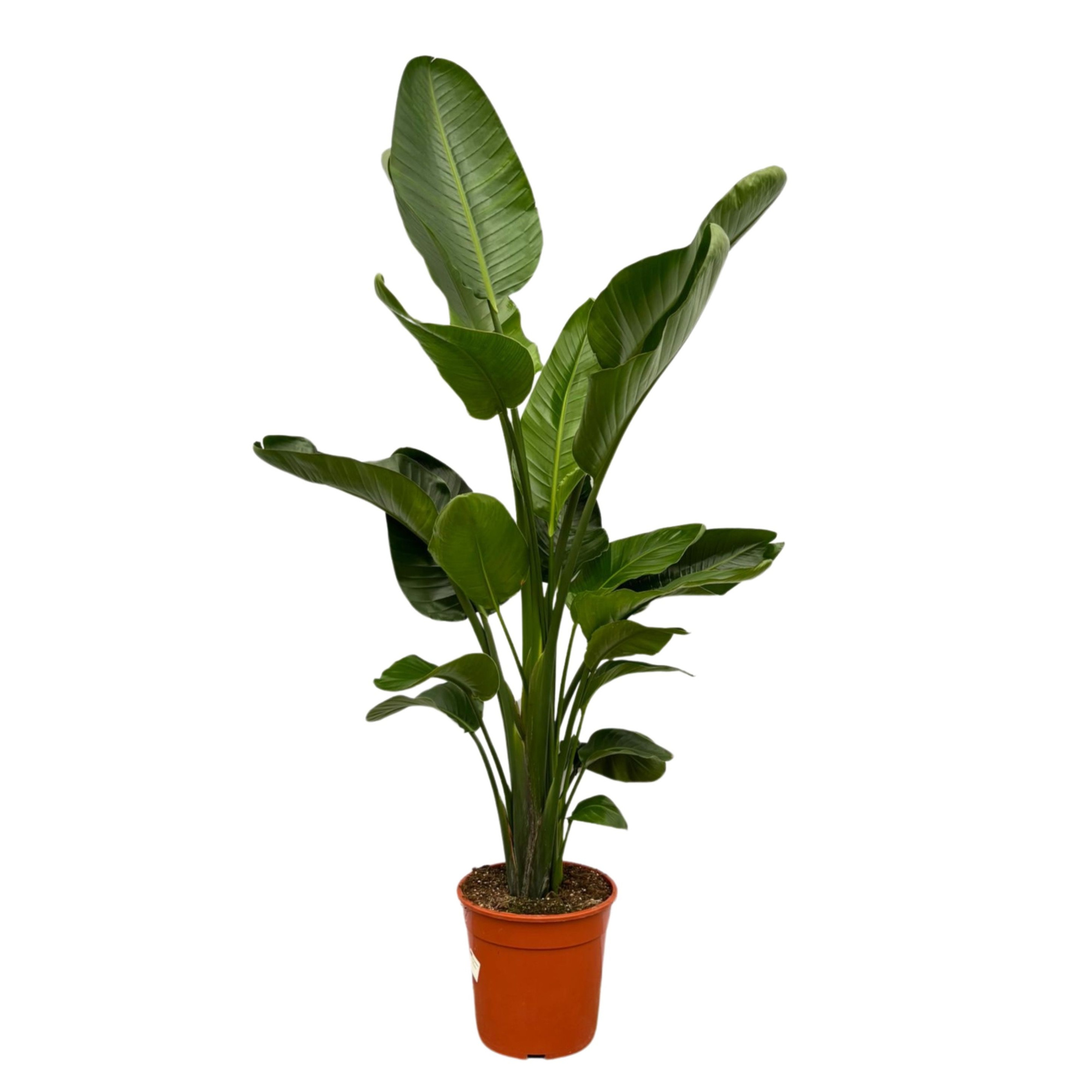 Strelitzia Nicolai - 160cm, D 24