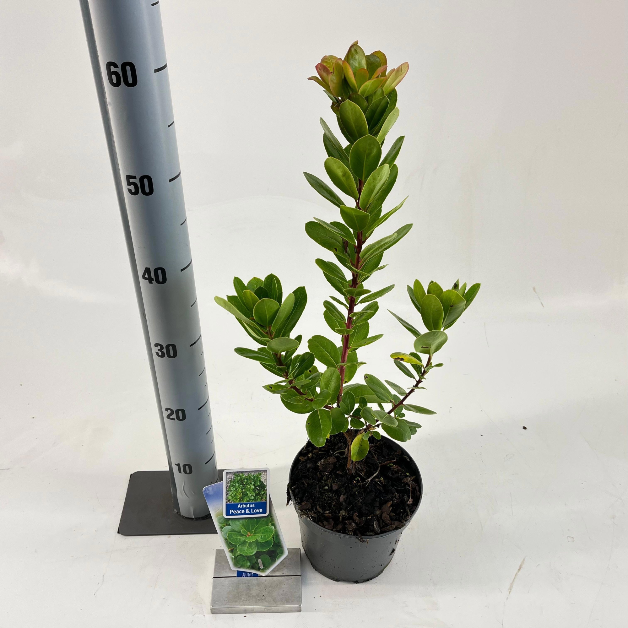 Arbutus unedo 'Peace & Love', D 17 cm