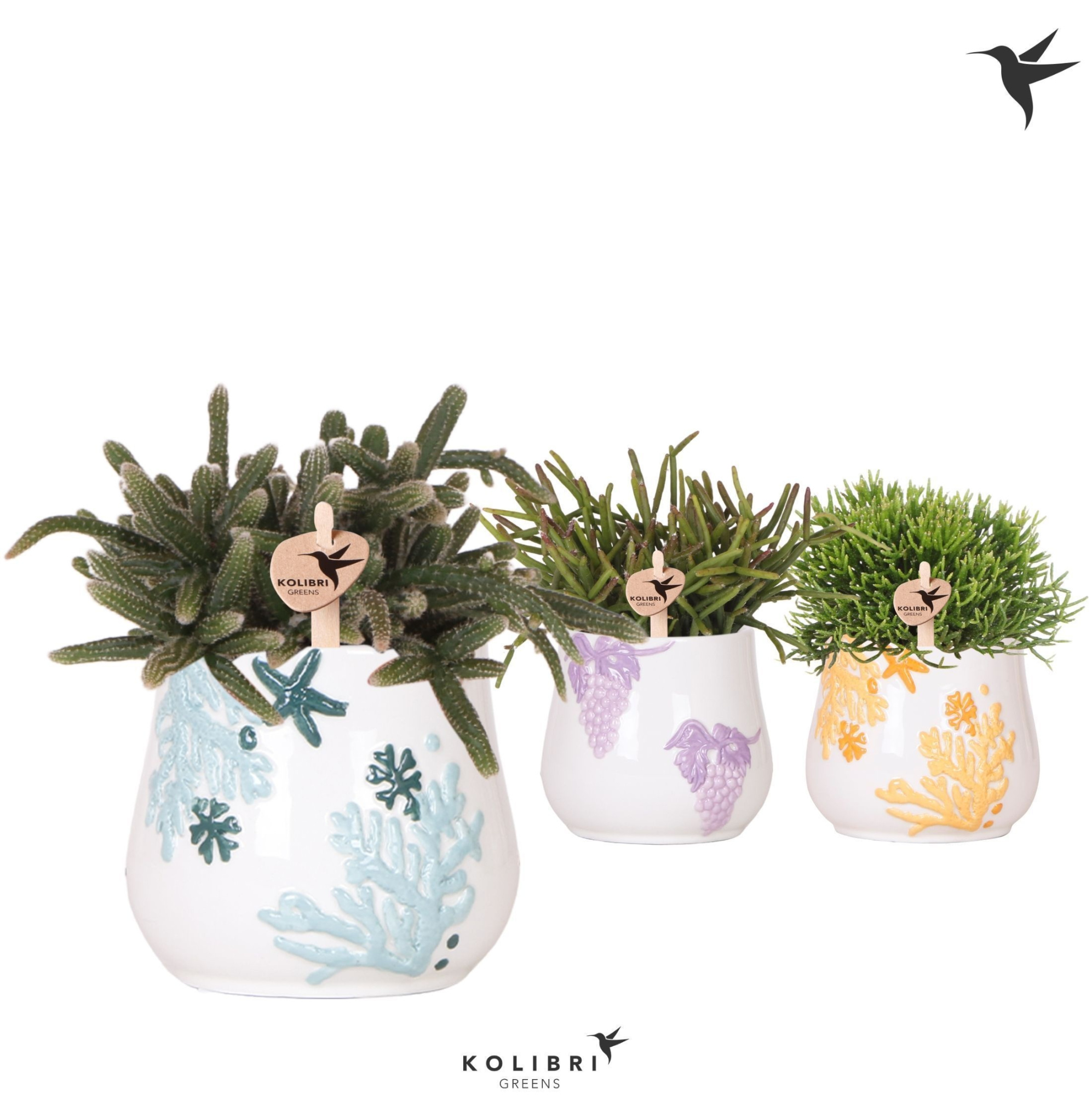 Kolibri Greens Rhipsalis mix in Coral pot mix, D 9 cm