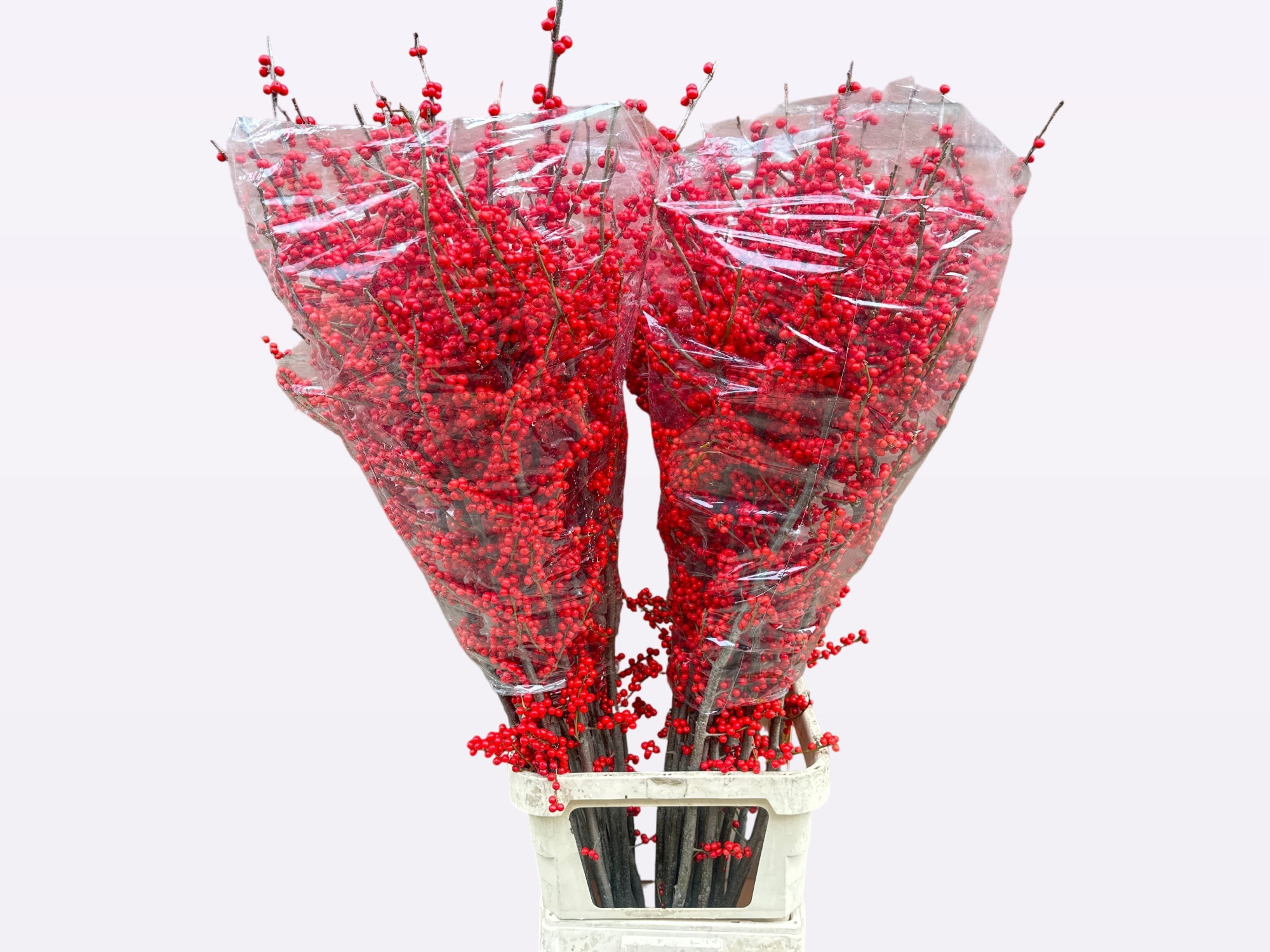 Илекс Красные ягоды 120, шт.