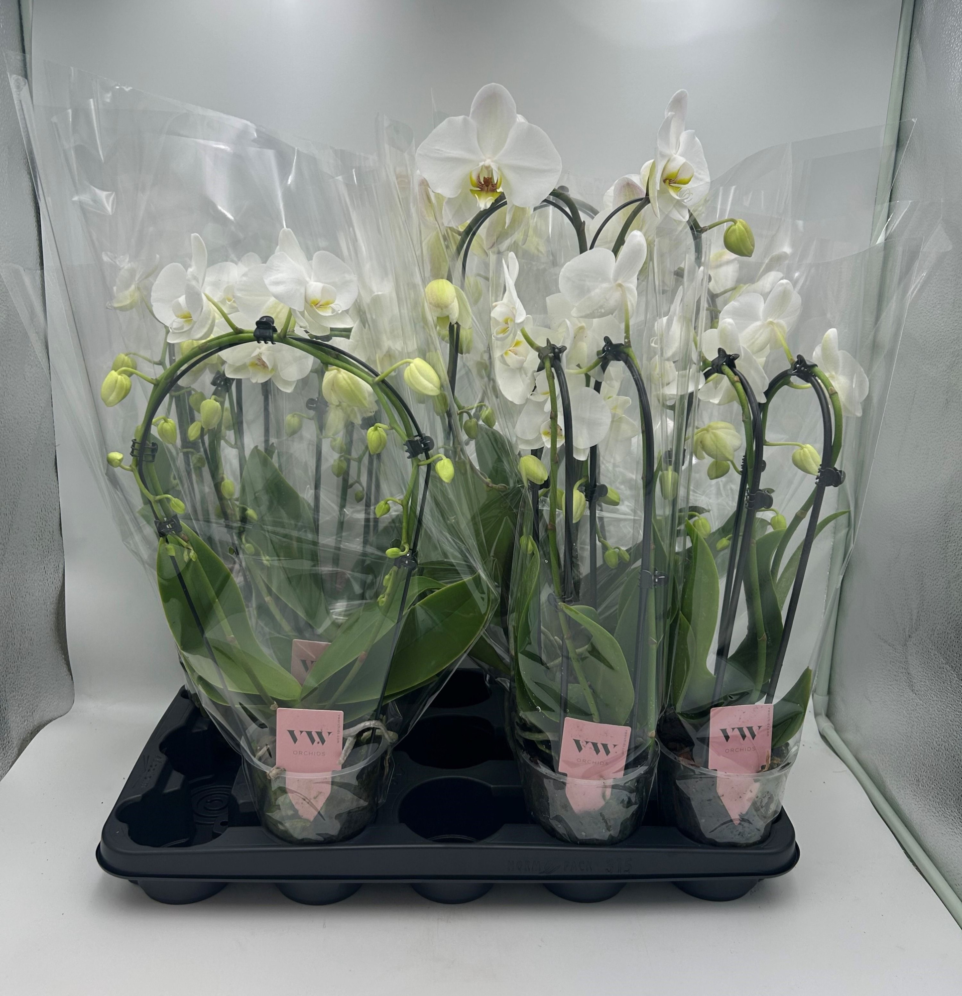 Phalaenopsis mix vormen - WIT, D 12 cm
