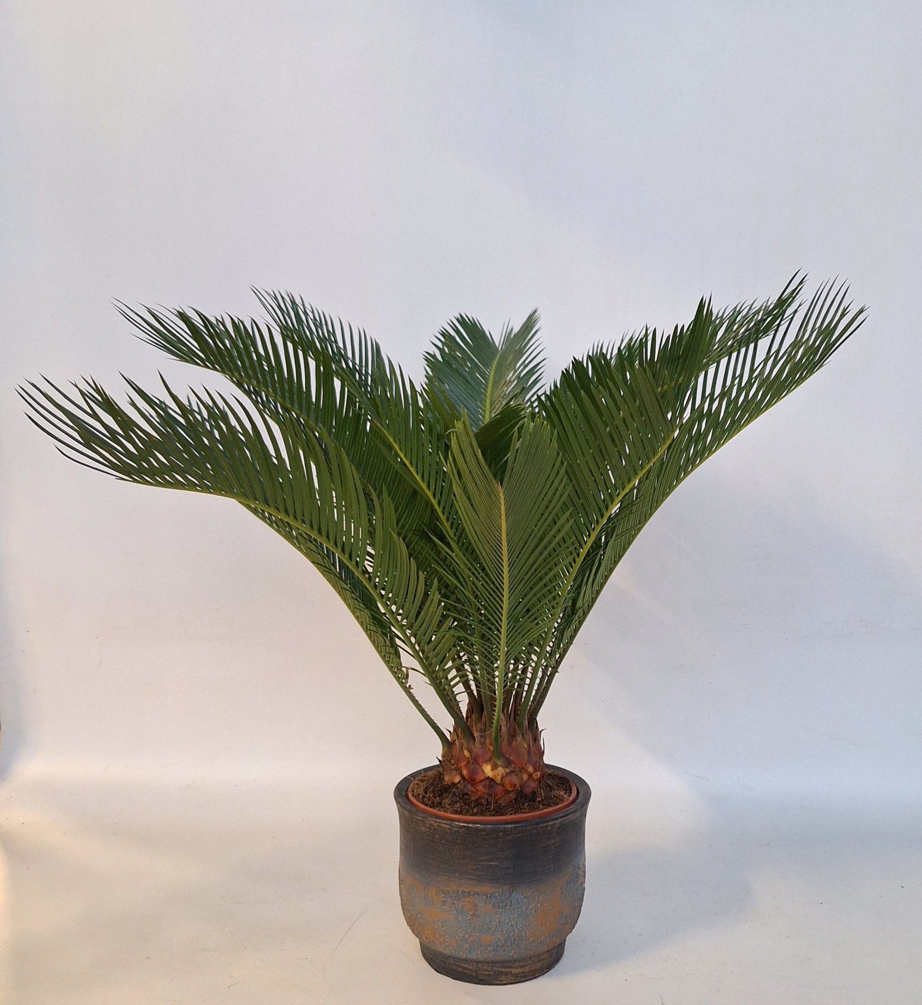 Cycas in Aico pot, D 19