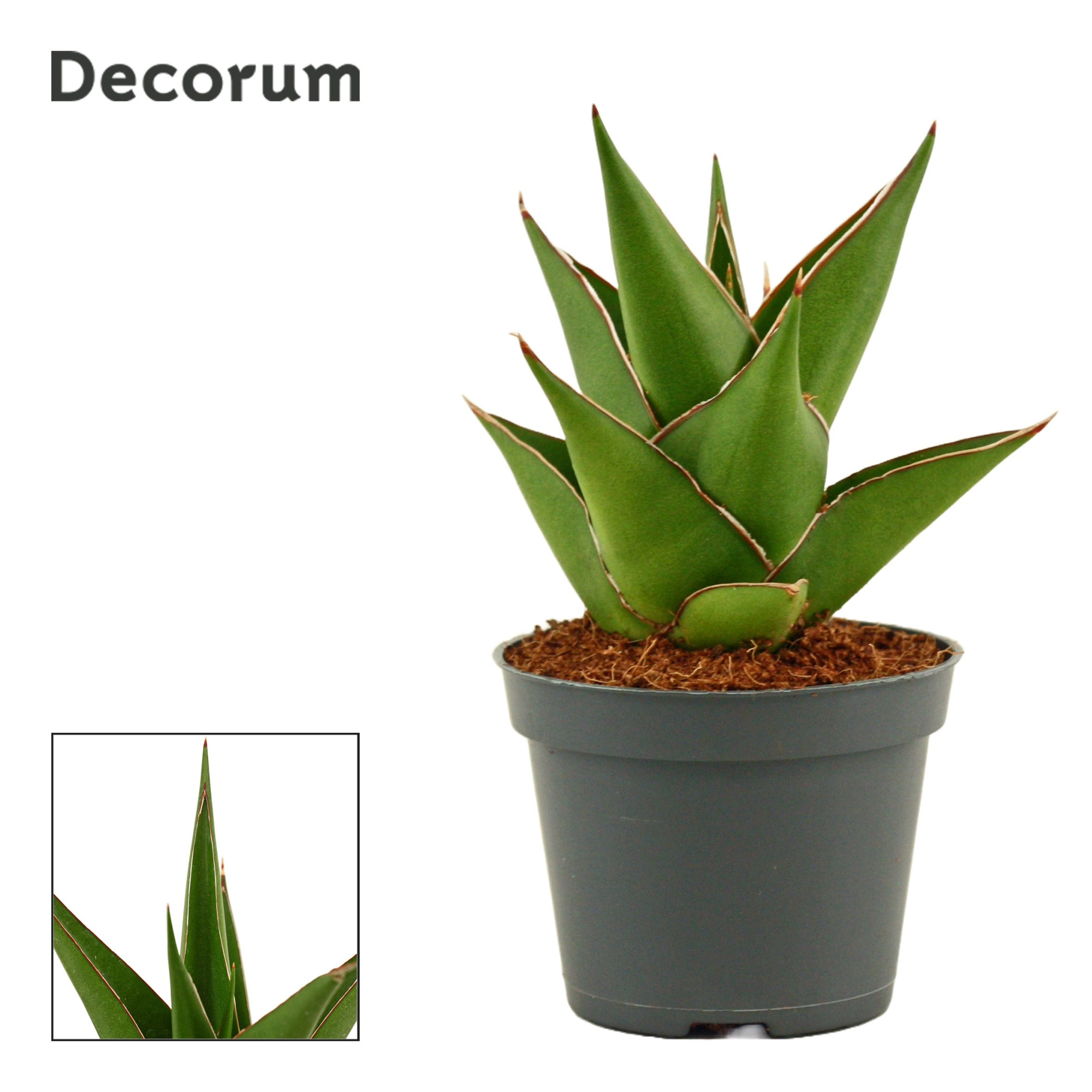 Sansevieria Temple crown 6 cm (Decorum), D 6 cm