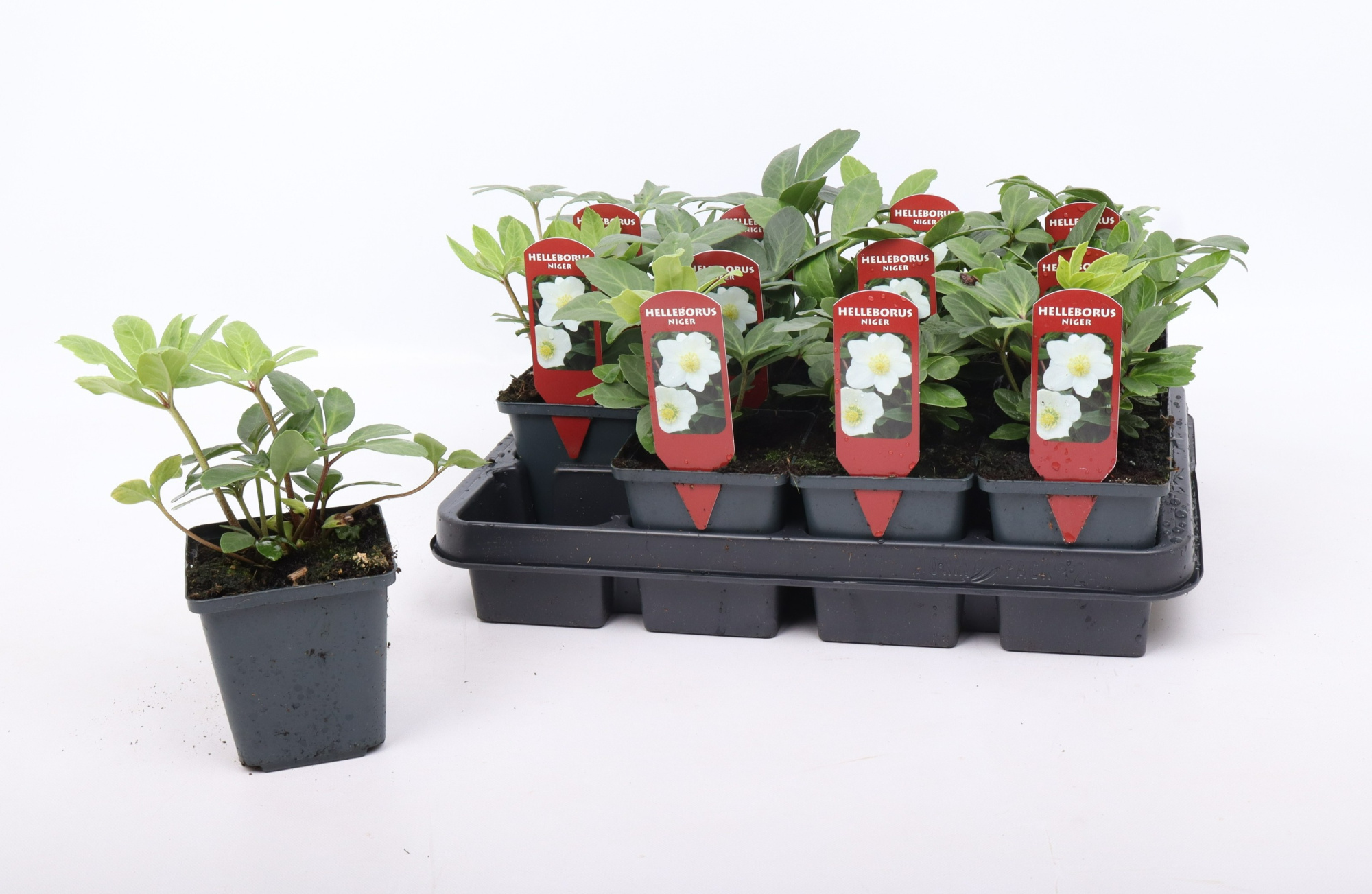 Helleborus niger 9 cm, D 9 cm