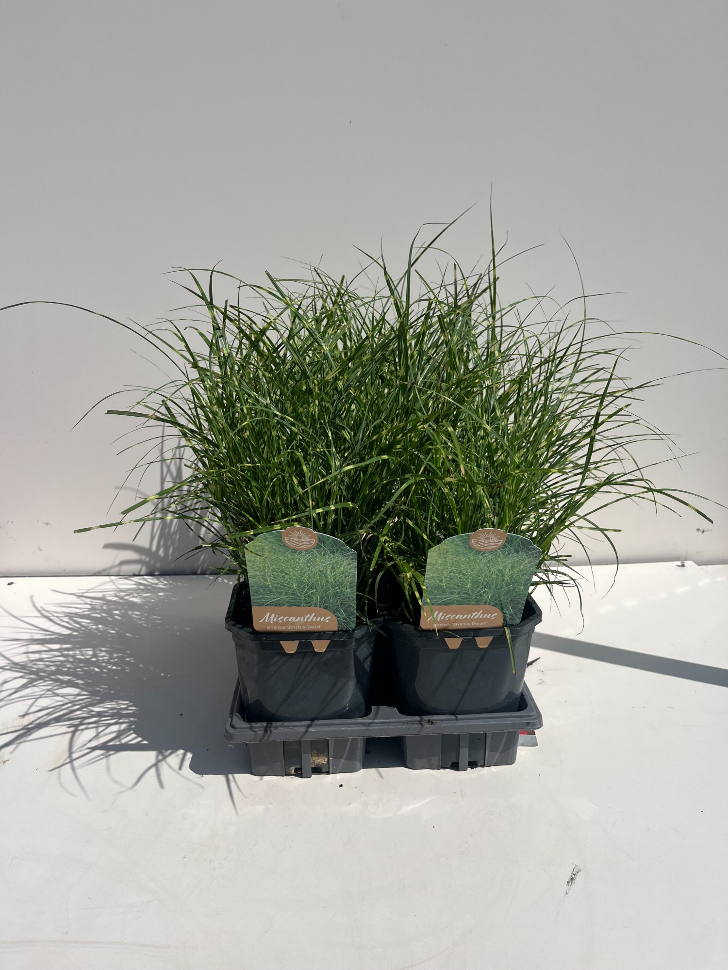 Miscanthus Sinensis Strictus Dwarf, D 17 cm