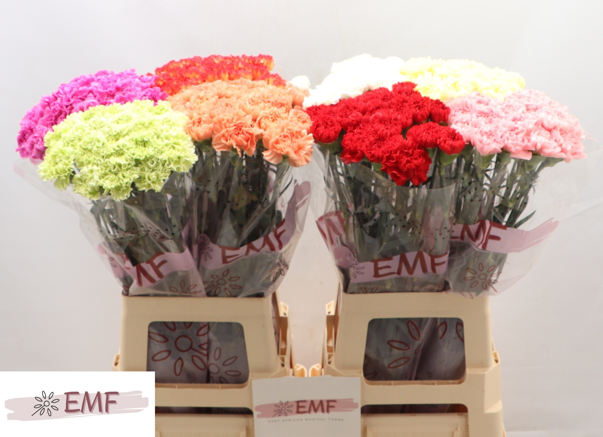 Диантус од. Микс в баке, шт.