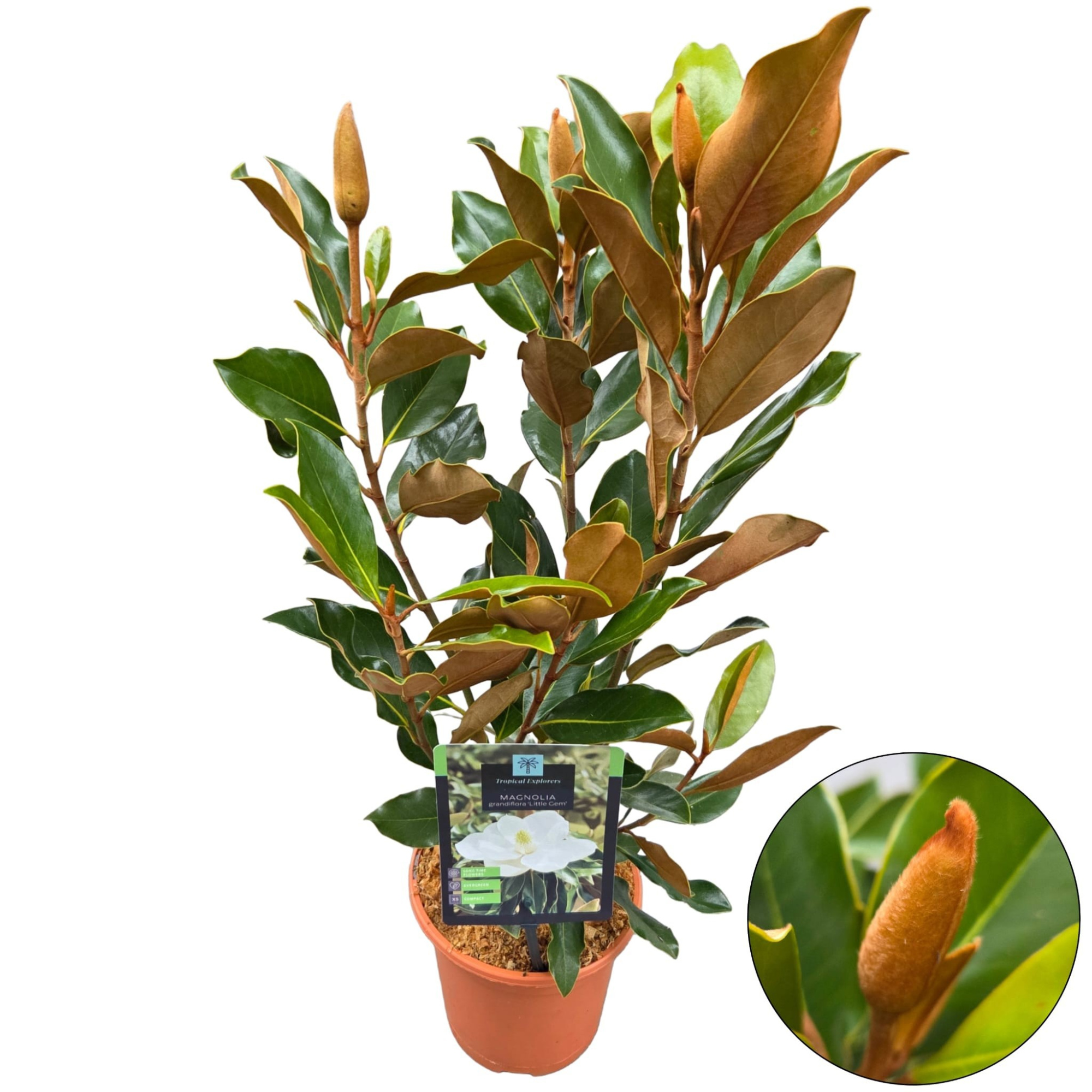 Magnolia Grandiflora 'Little Gem', D 17