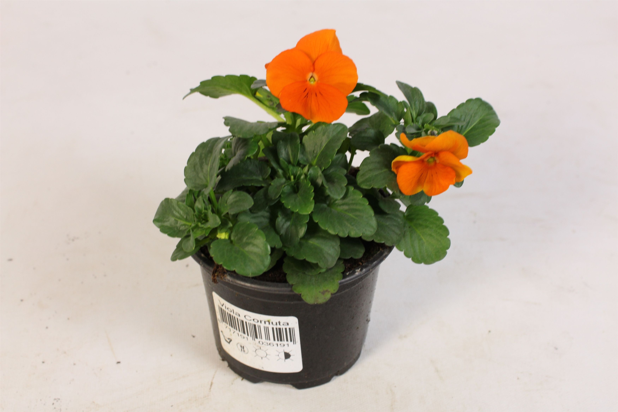 Viool Cornuta Oranje, D 9 cm