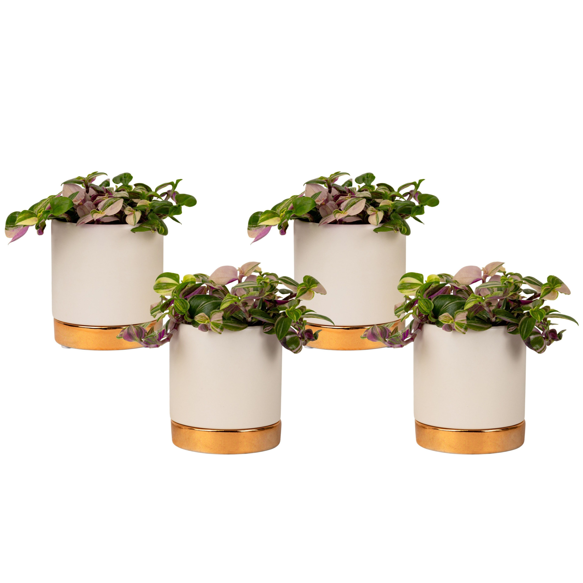 Classy with Compact Foliage, D 6 cm