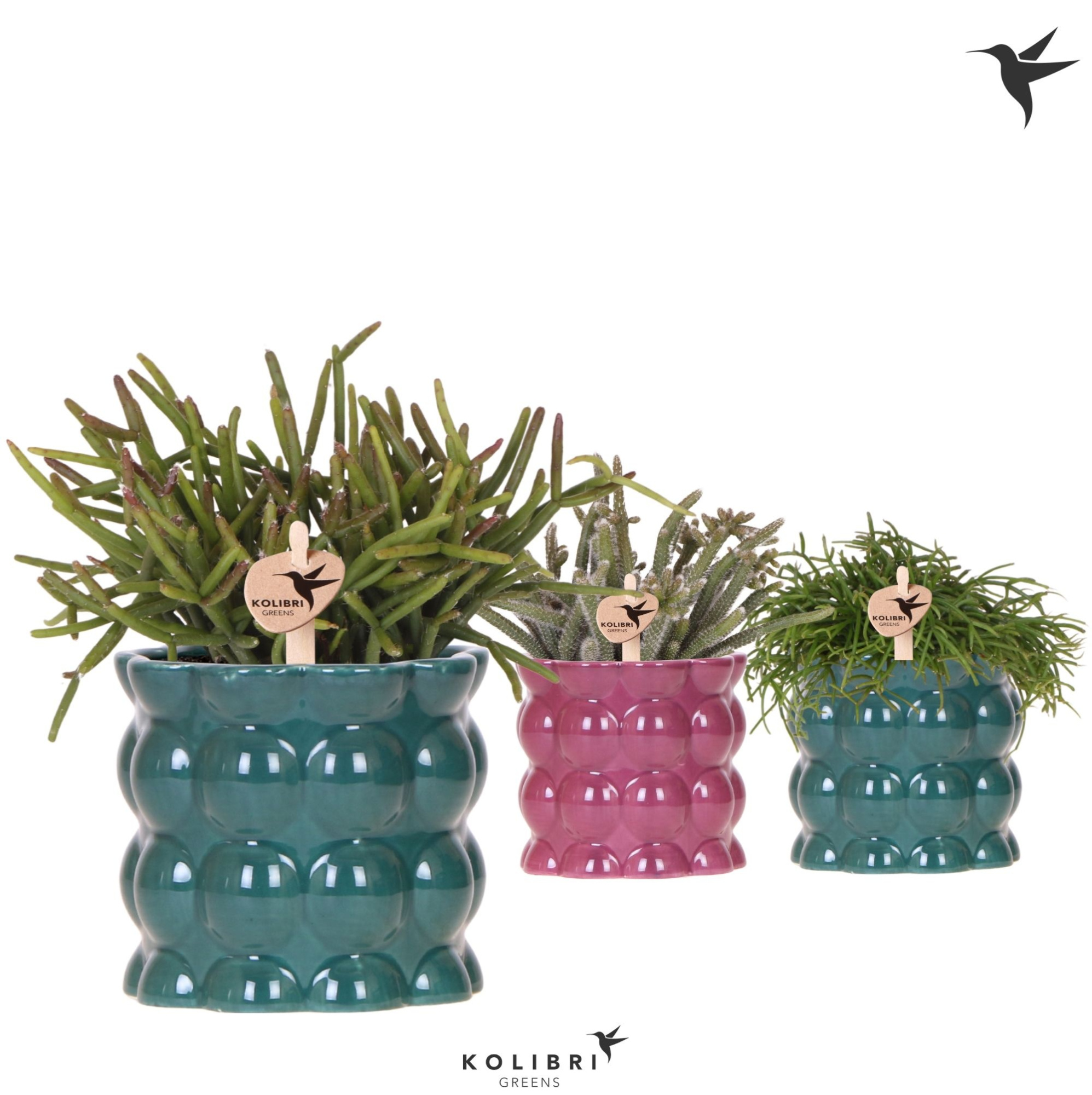 Kolibri Greens Rhipsalis mix in Cotton pot green mix, D 9 cm