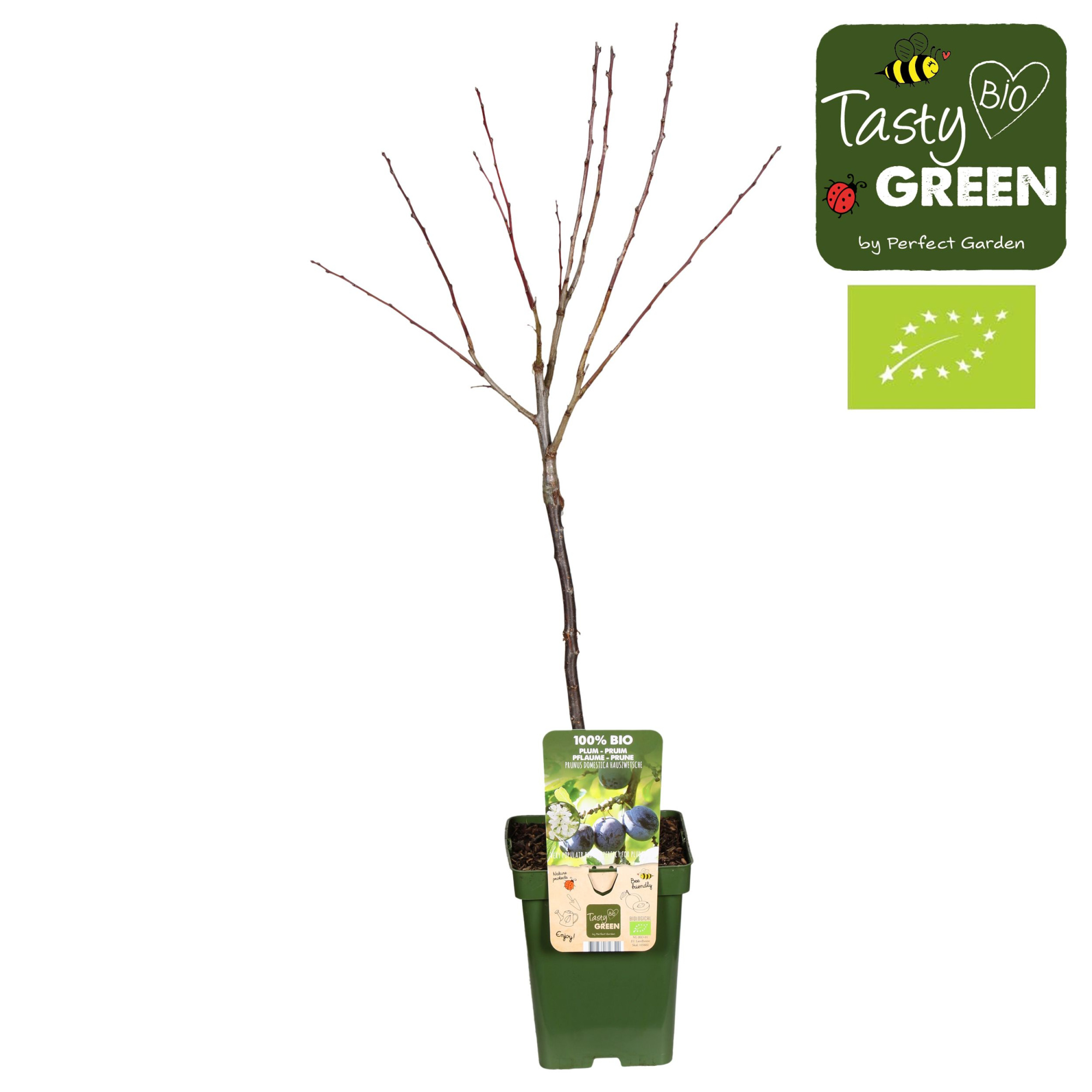 Prunus domestica Hauszwetsche Bio P23, D 23