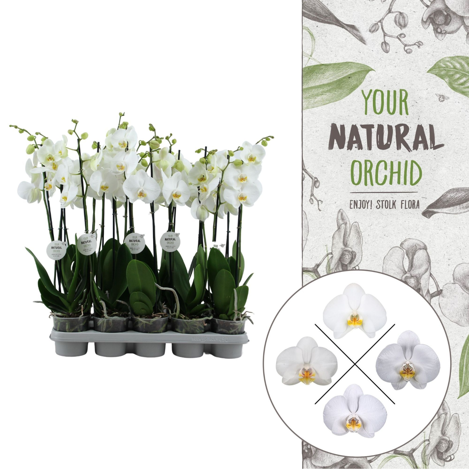 Your Natural Orchid | White 65cm | Phalaenopsis 2 spike, D 12