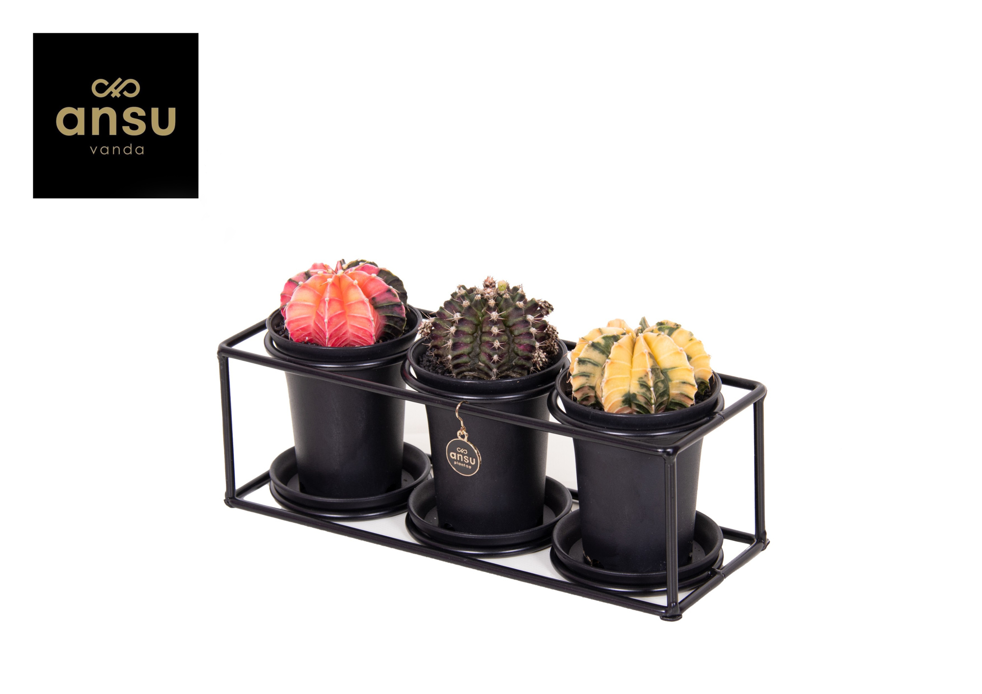 Cactus trio in design frame, D 25 cm