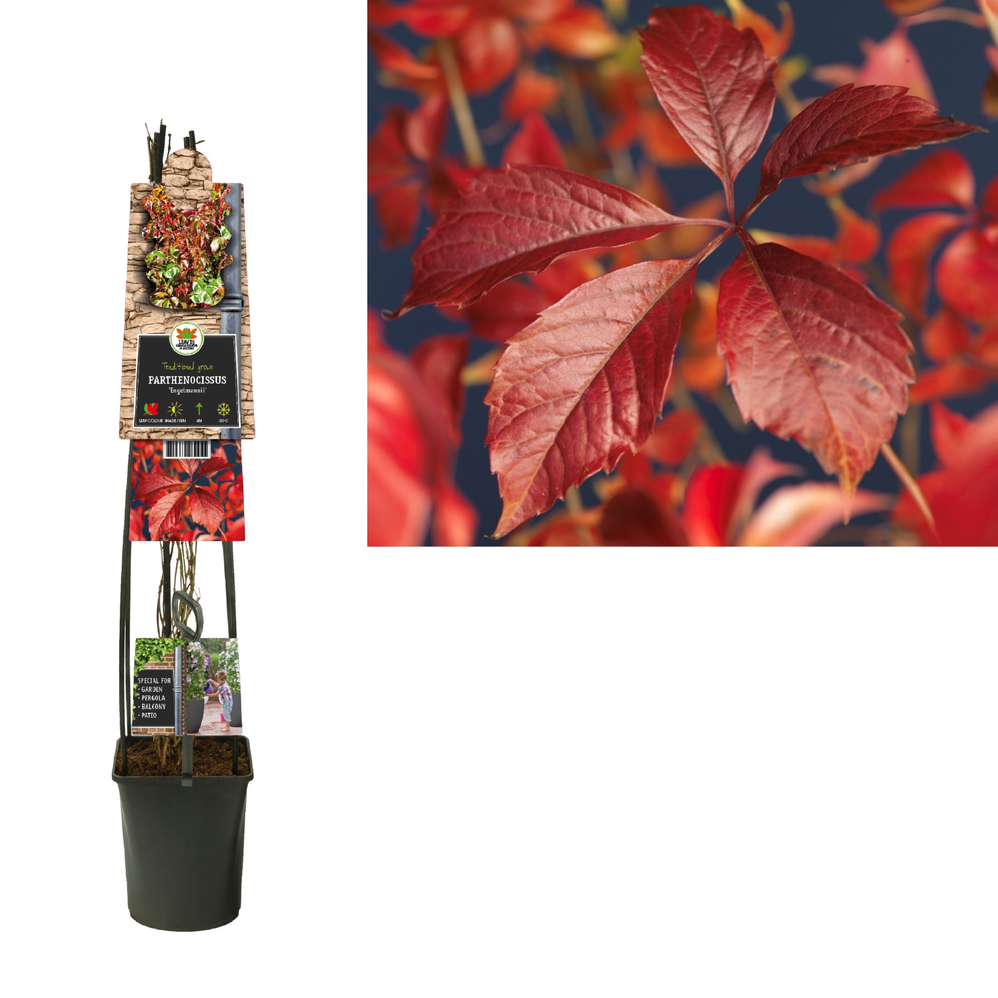 Parthenocissus 'Engelmannii' +3.0 label, D 23 cm